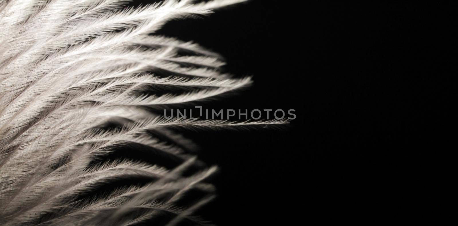 white ostrich feathers on a dark background