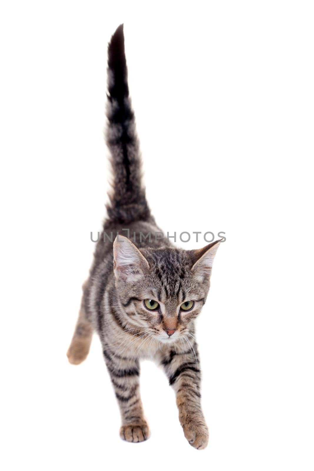 Thin adult tabby cat, isolated on white background