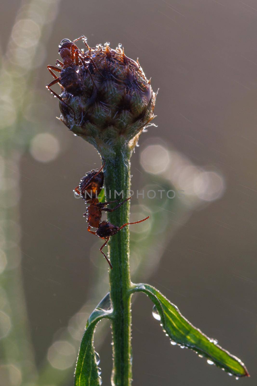 two red ants on green bud with dew drops at summer morning, macro by z1b
