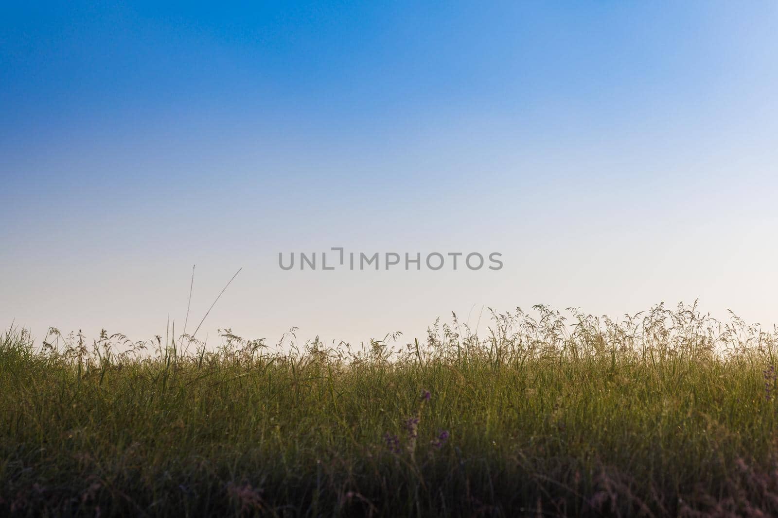 morning wild tall grass field with clear blue sky background, selective focus.