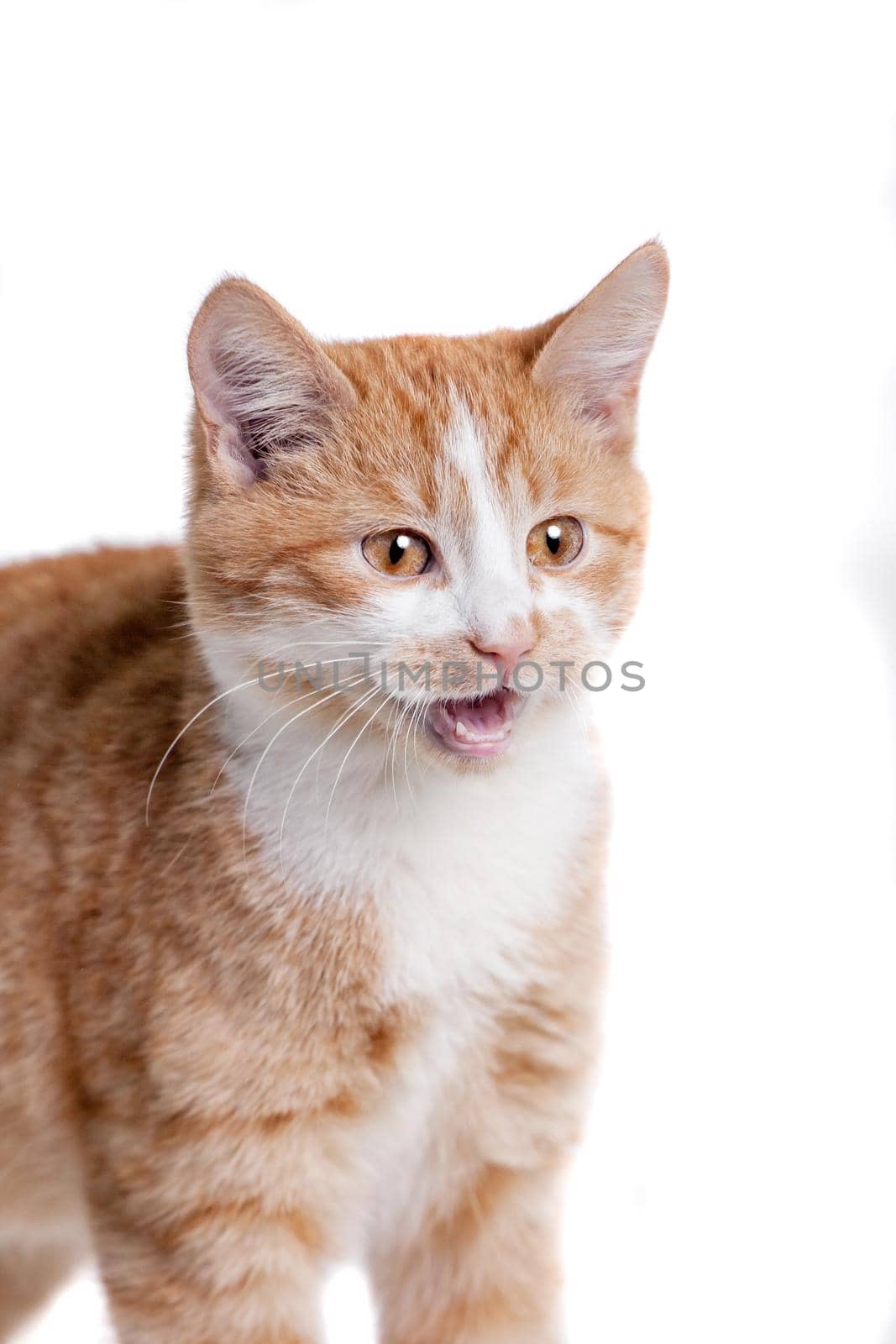 Ginger mixed breed cat, isolated on white background