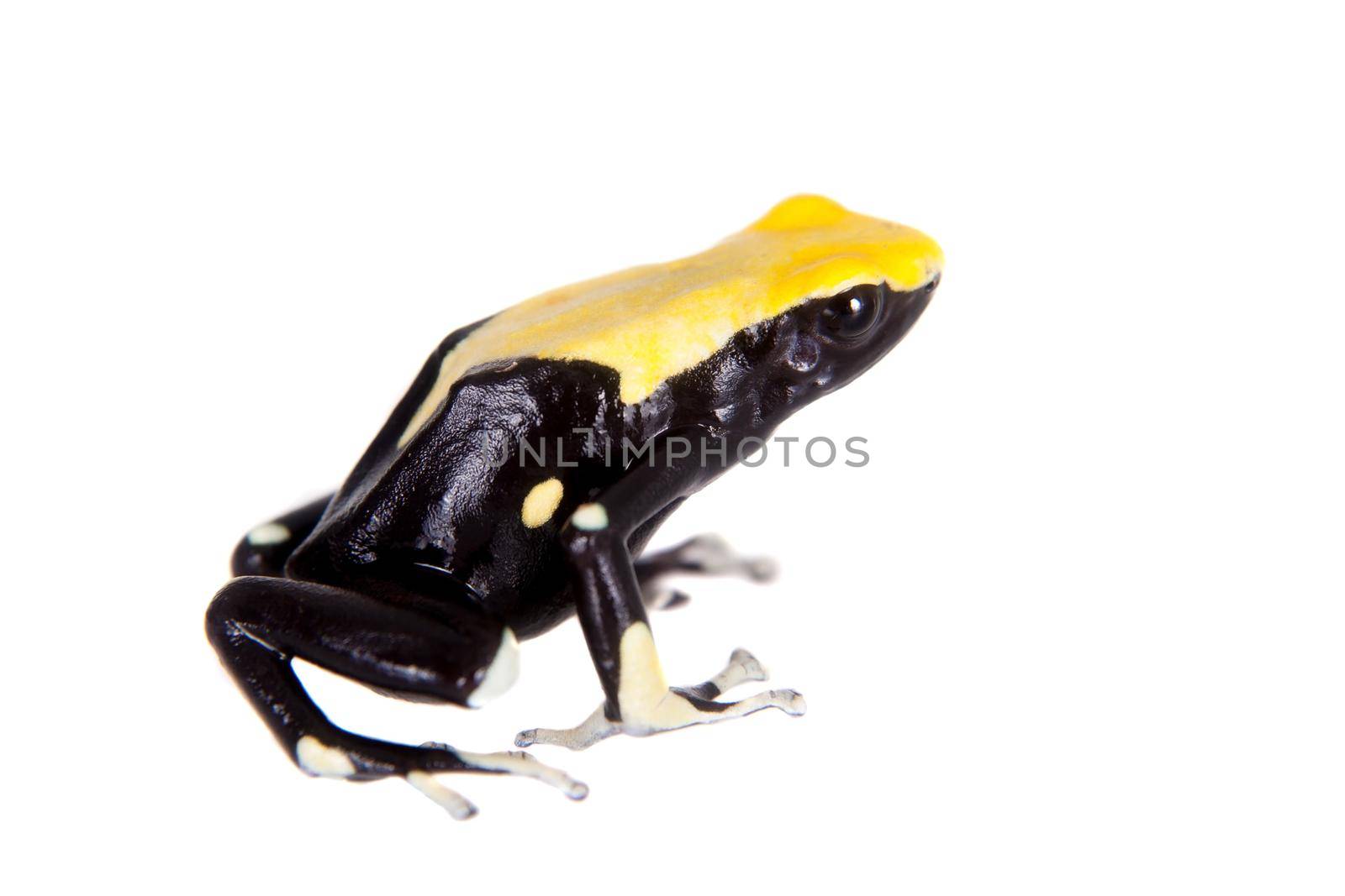 Yellow back dyeing poison dart frog, Dendrobates tinctorius, on white by RosaJay