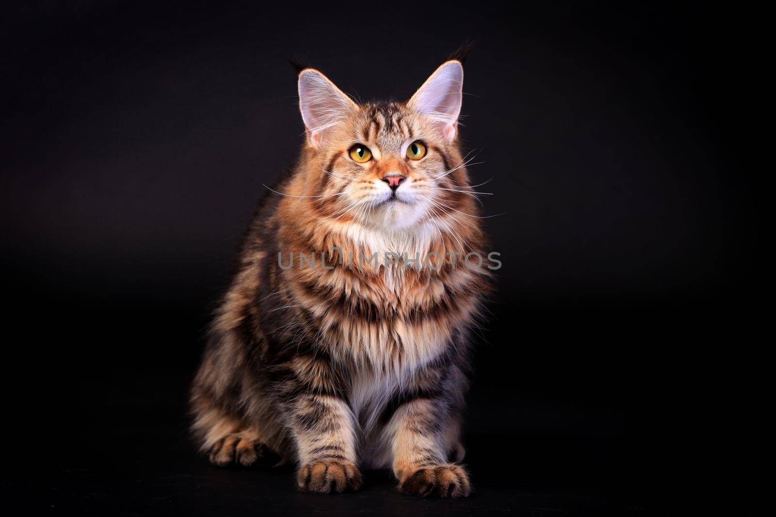 Brown Tabby Maine Coon in studio on black background