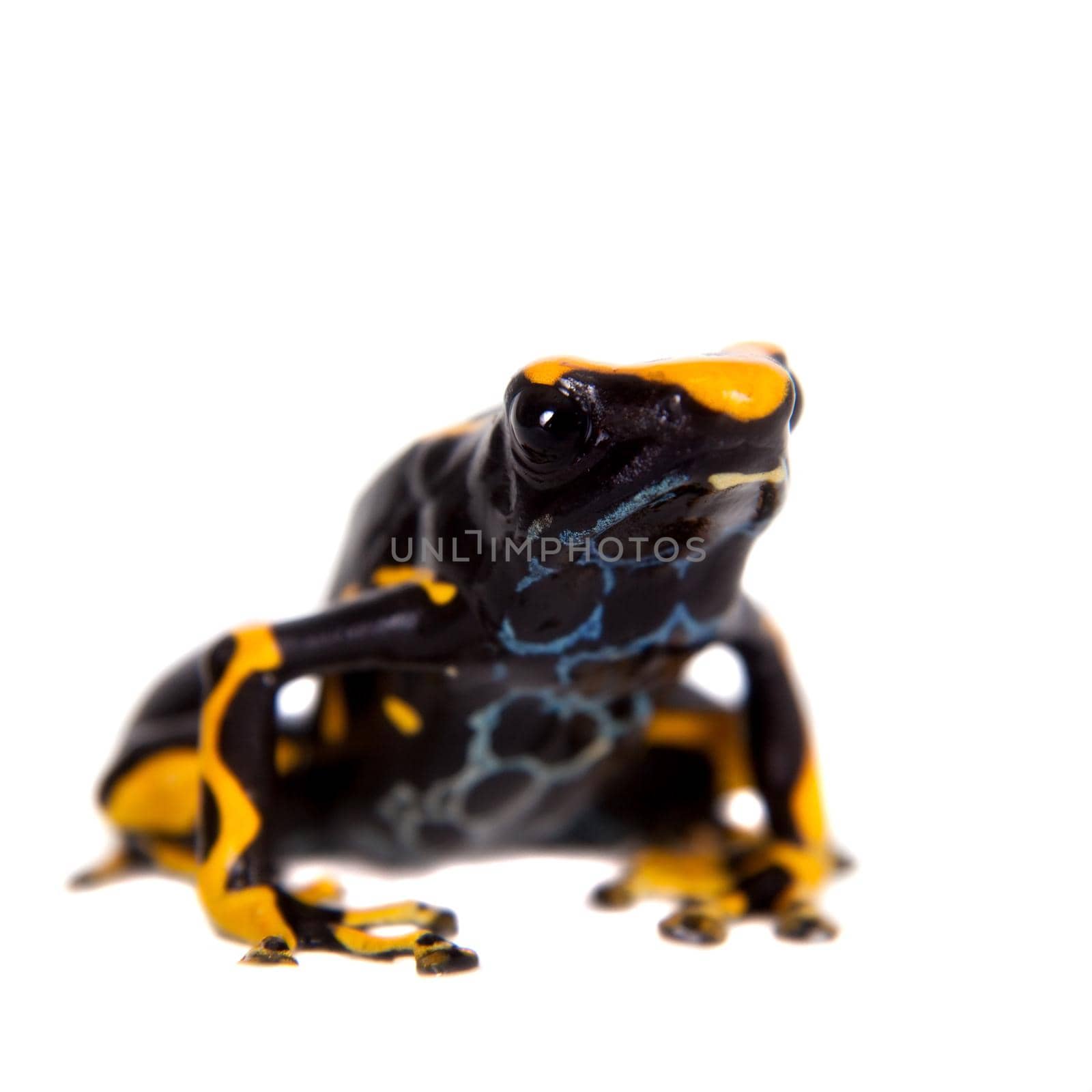 Alanis dyeing poison dart frog, Dendrobates tinctorius, on white by RosaJay