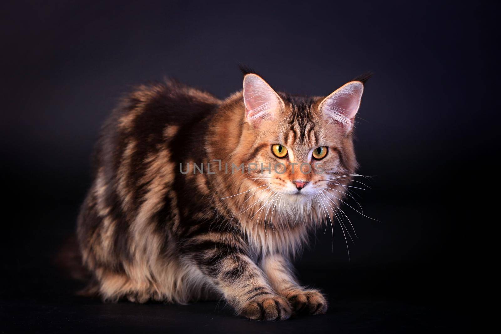 Brown Tabby Maine Coon on black by RosaJay