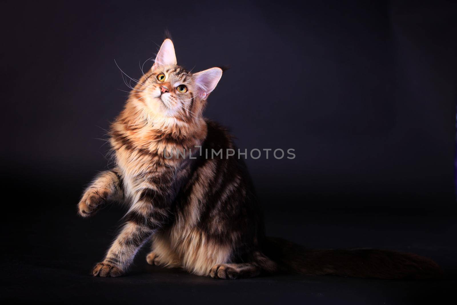 Brown Tabby Maine Coon in studio on black background