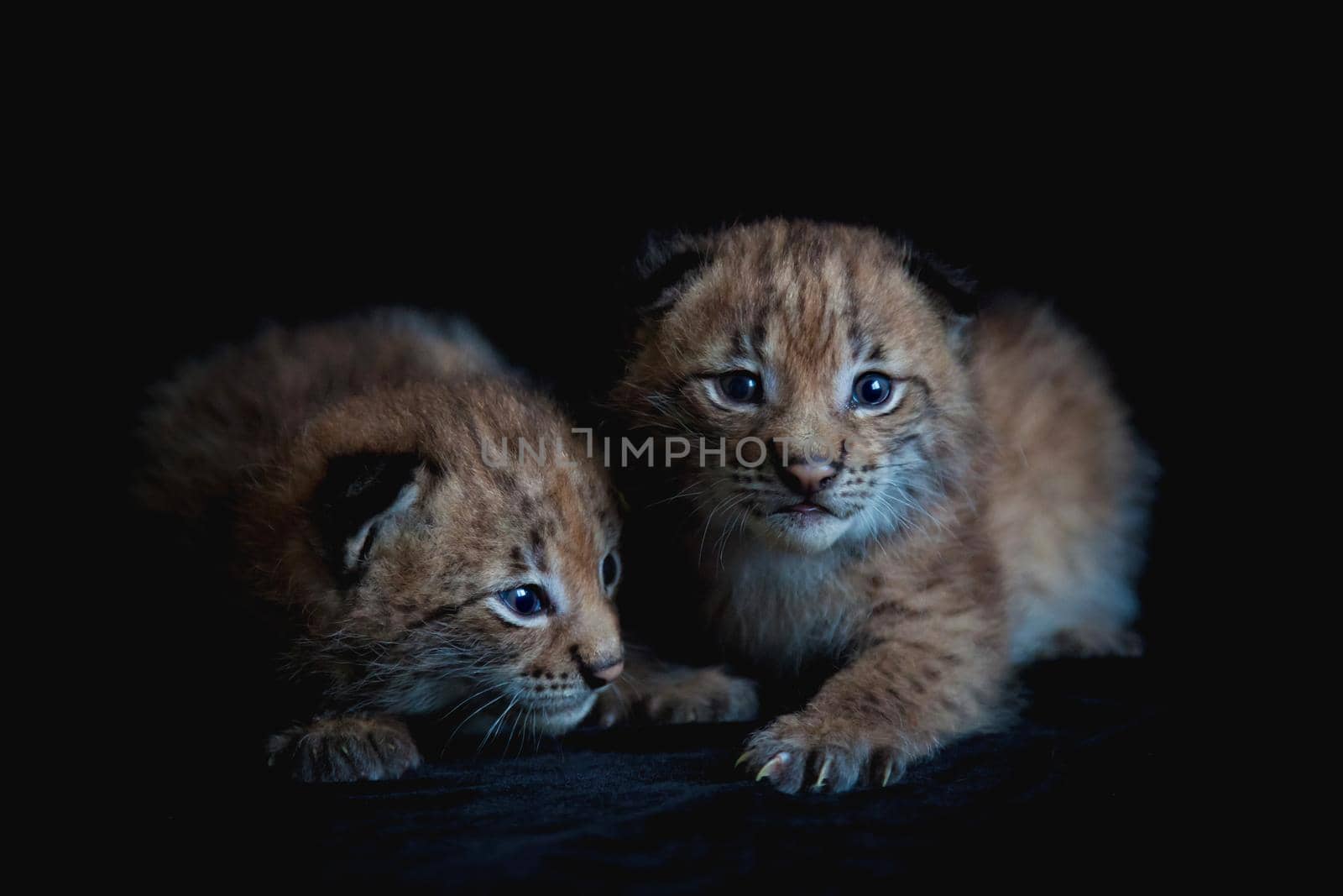 Two pretty Eurasian Lynx cubs on black background by RosaJay