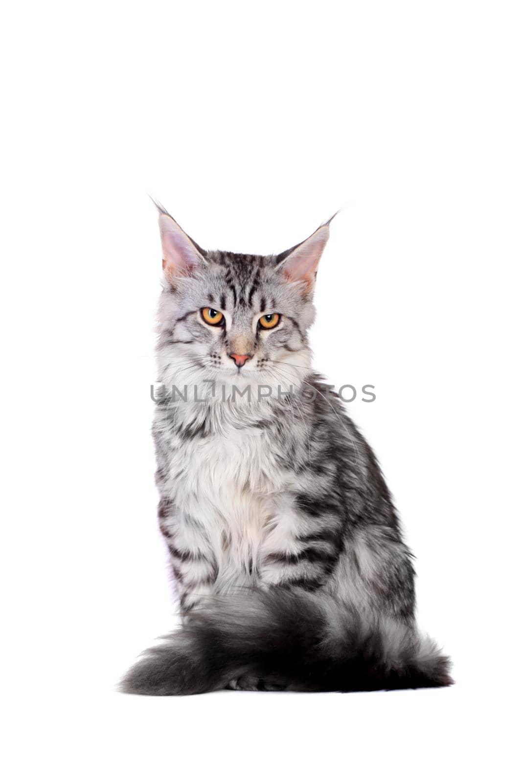 Silver tabby maine coon kitten, 5 month, of a white background