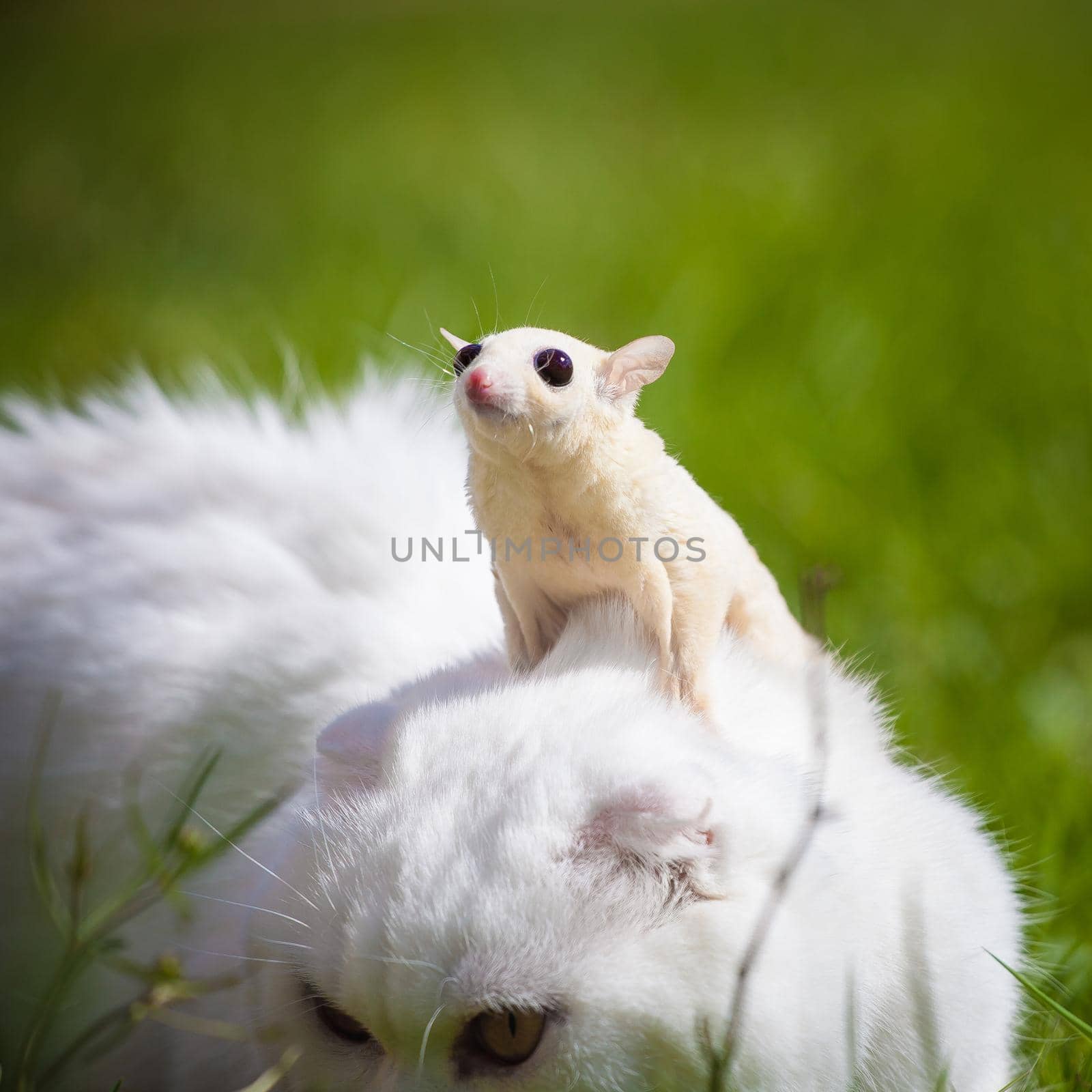 White Scottish Fold cat with cute white sugar glider on green grass