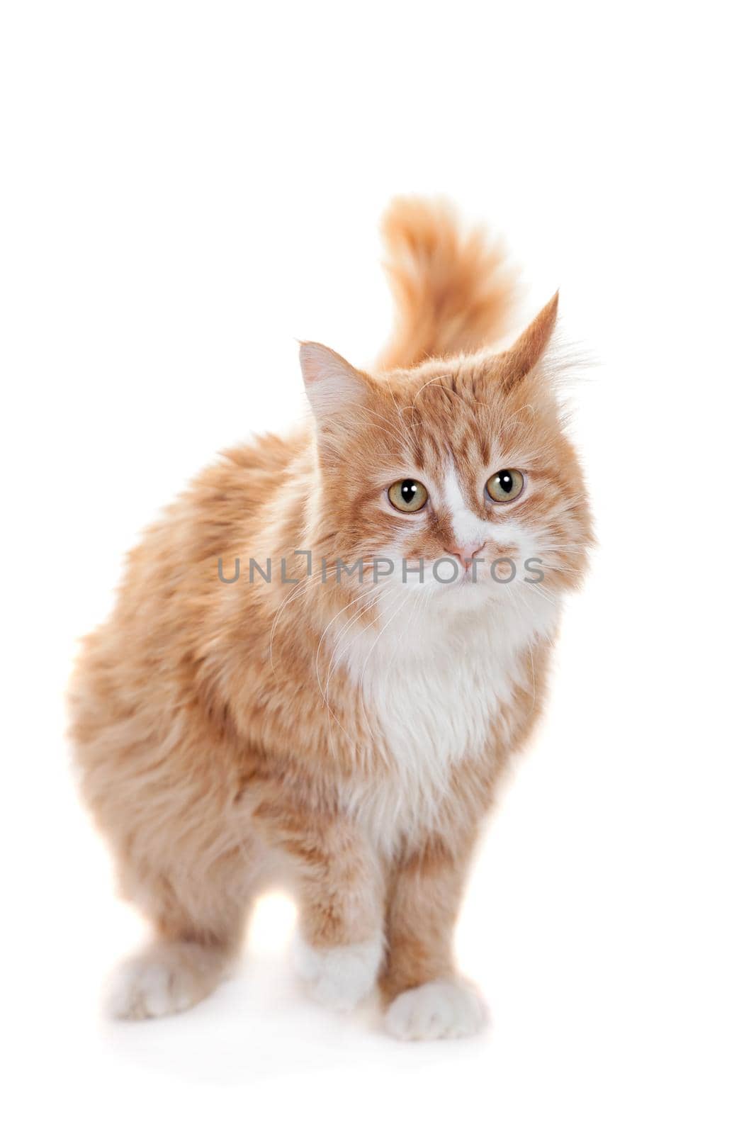 Ginger mixed breed cat, isolated on white background