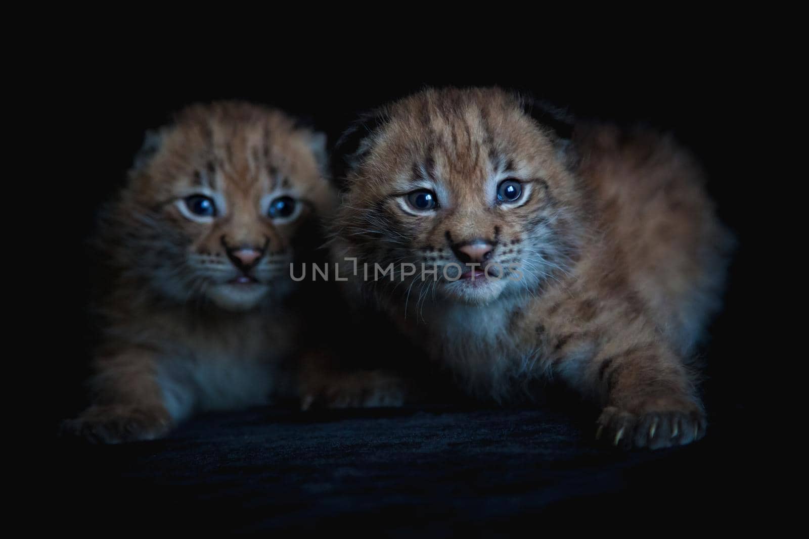 Eurasian bobcat cubs, lynx lynx, isolated on black background