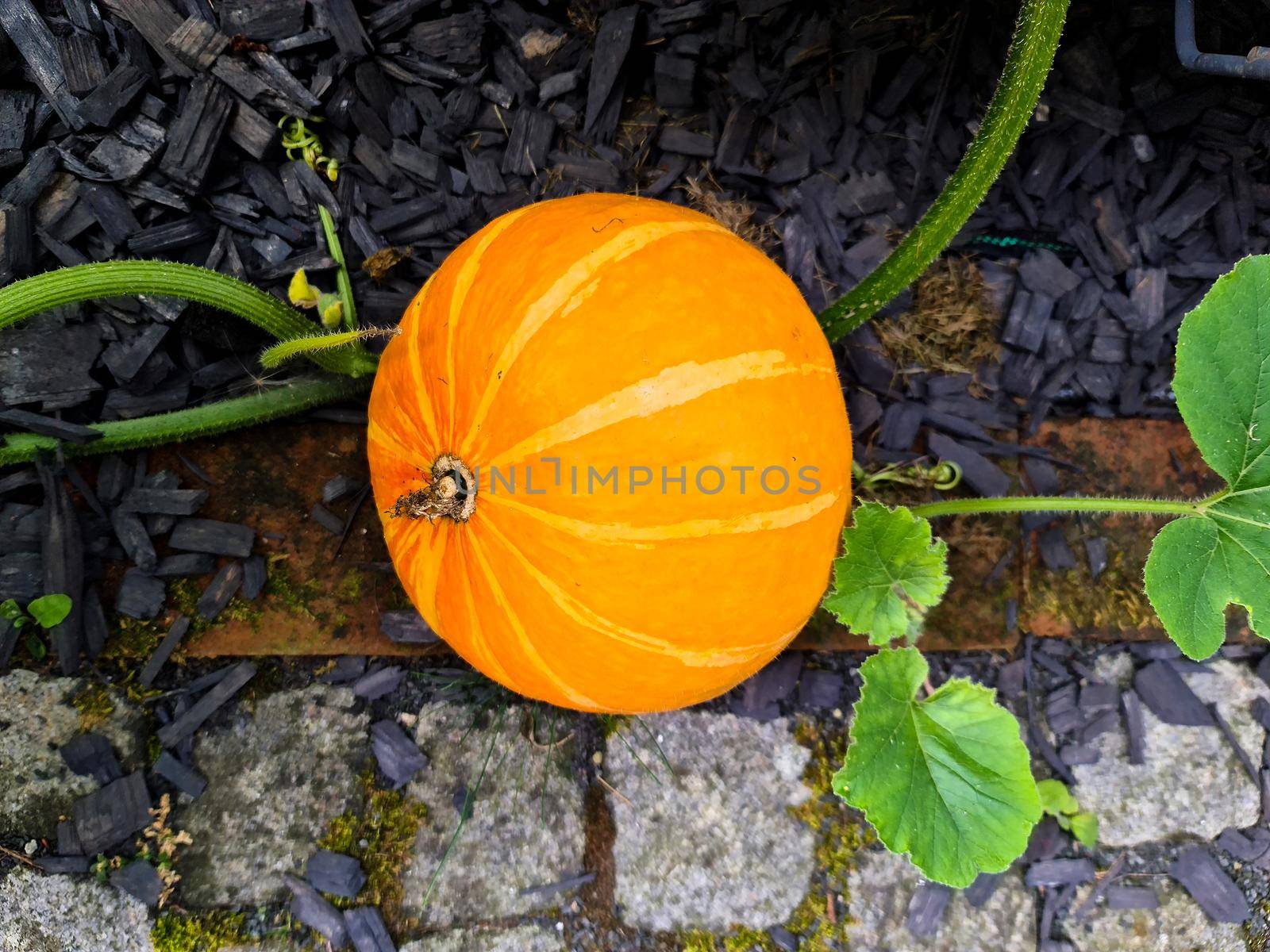 Yellow-orange pumpkin on a raised bed in a garden by MP_foto71