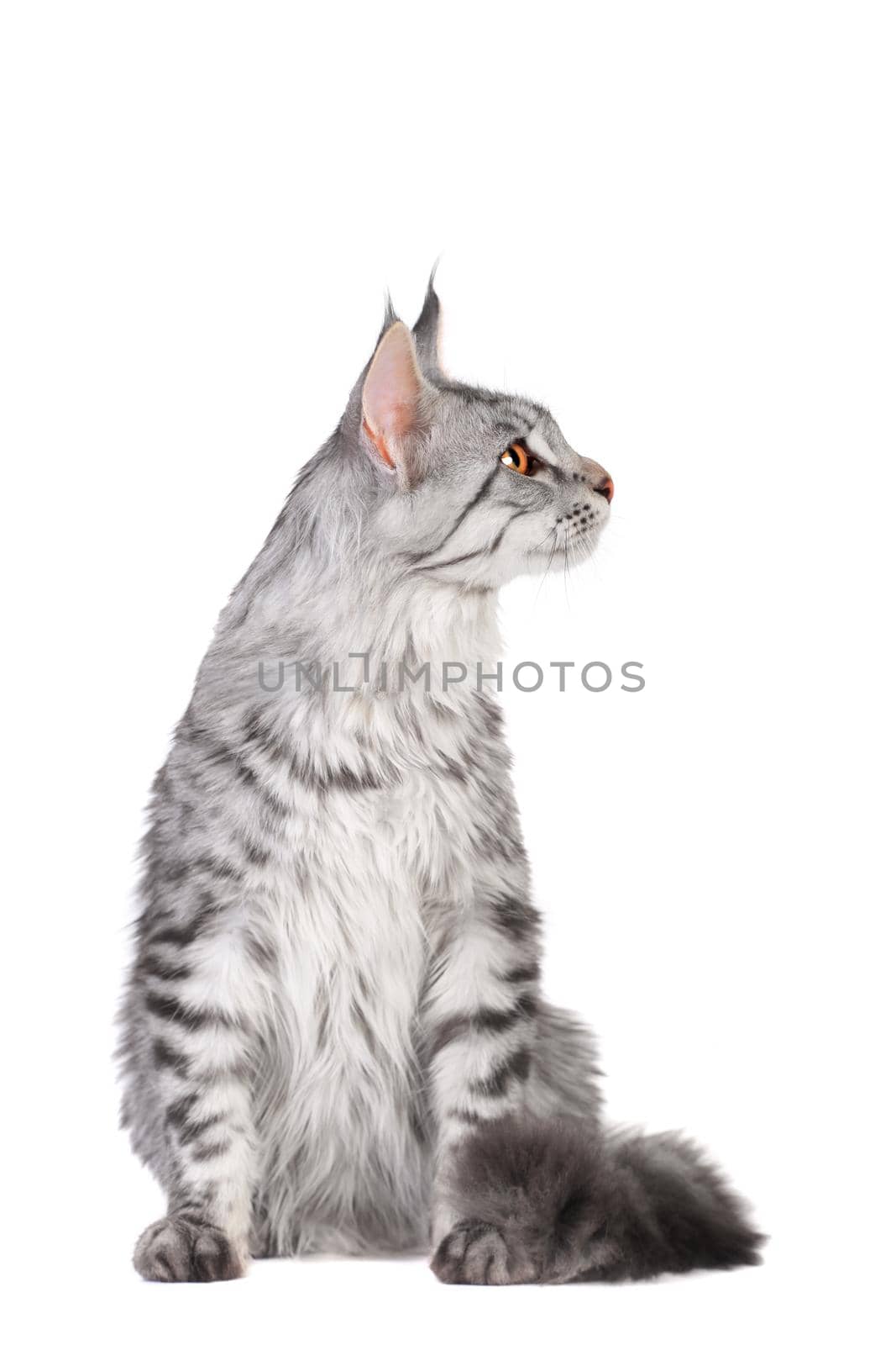 Silver tabby maine coon kitten, 5 month by RosaJay