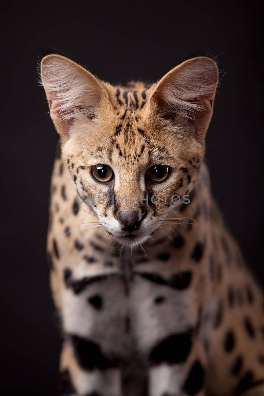 Beautiful serval, Leptailurus serval, on the black background