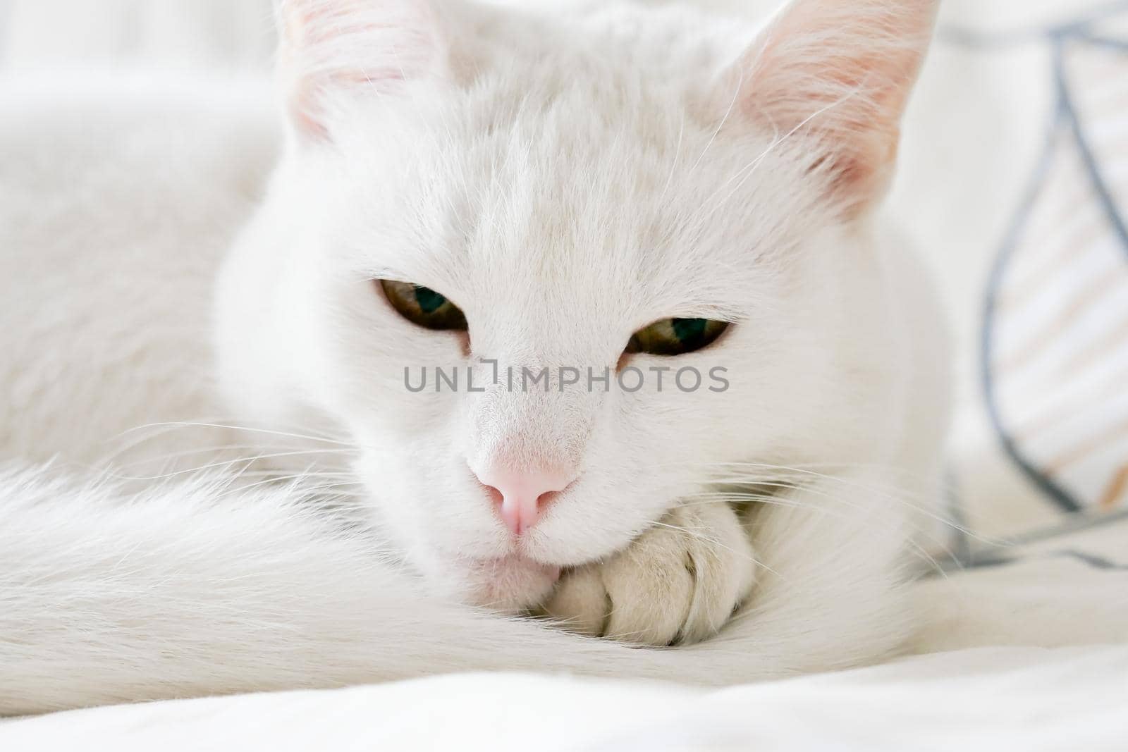 Beauty mixed-breed white cat on white background by RosaJay