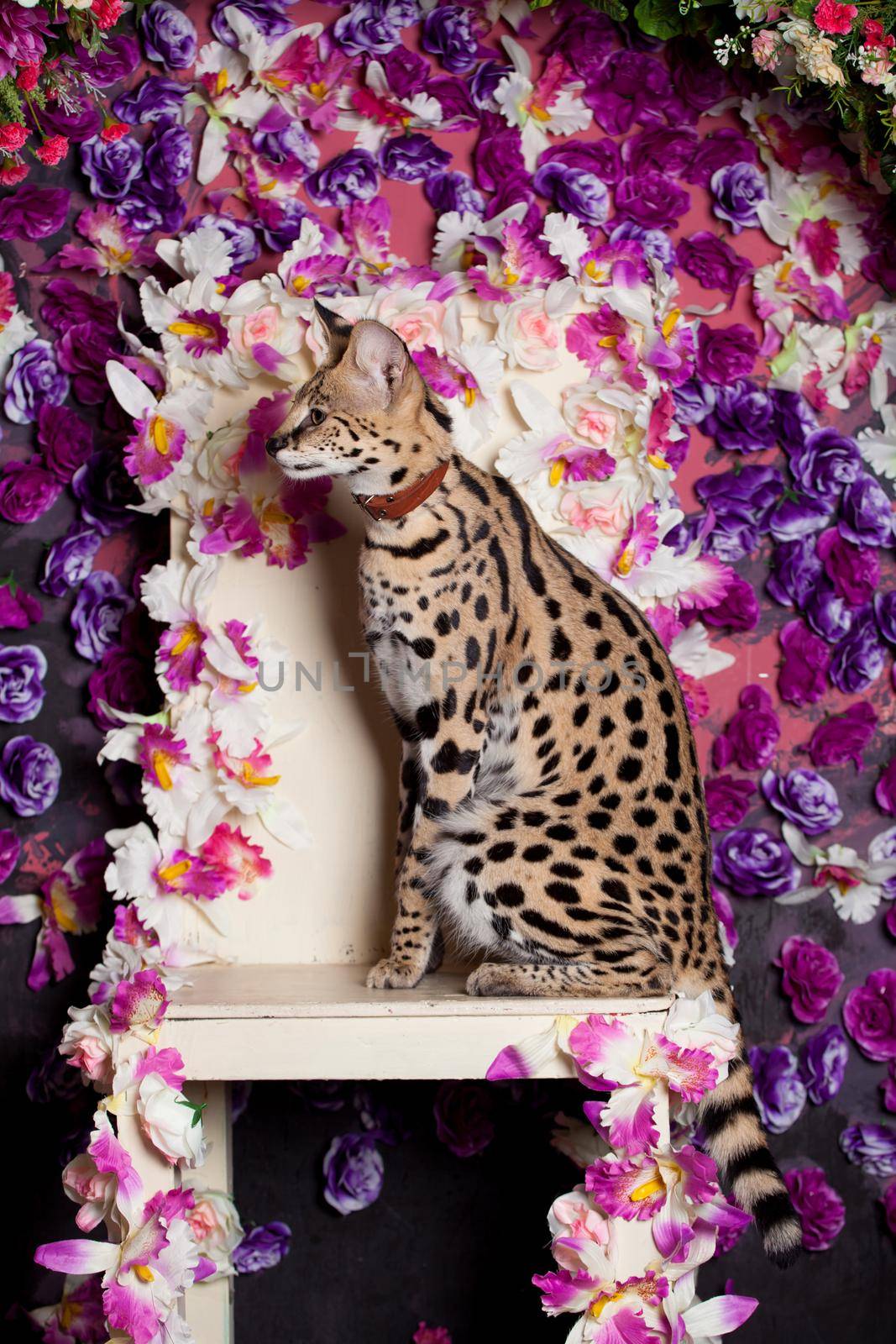 Beautiful serval, Leptailurus serval, with violet flowers