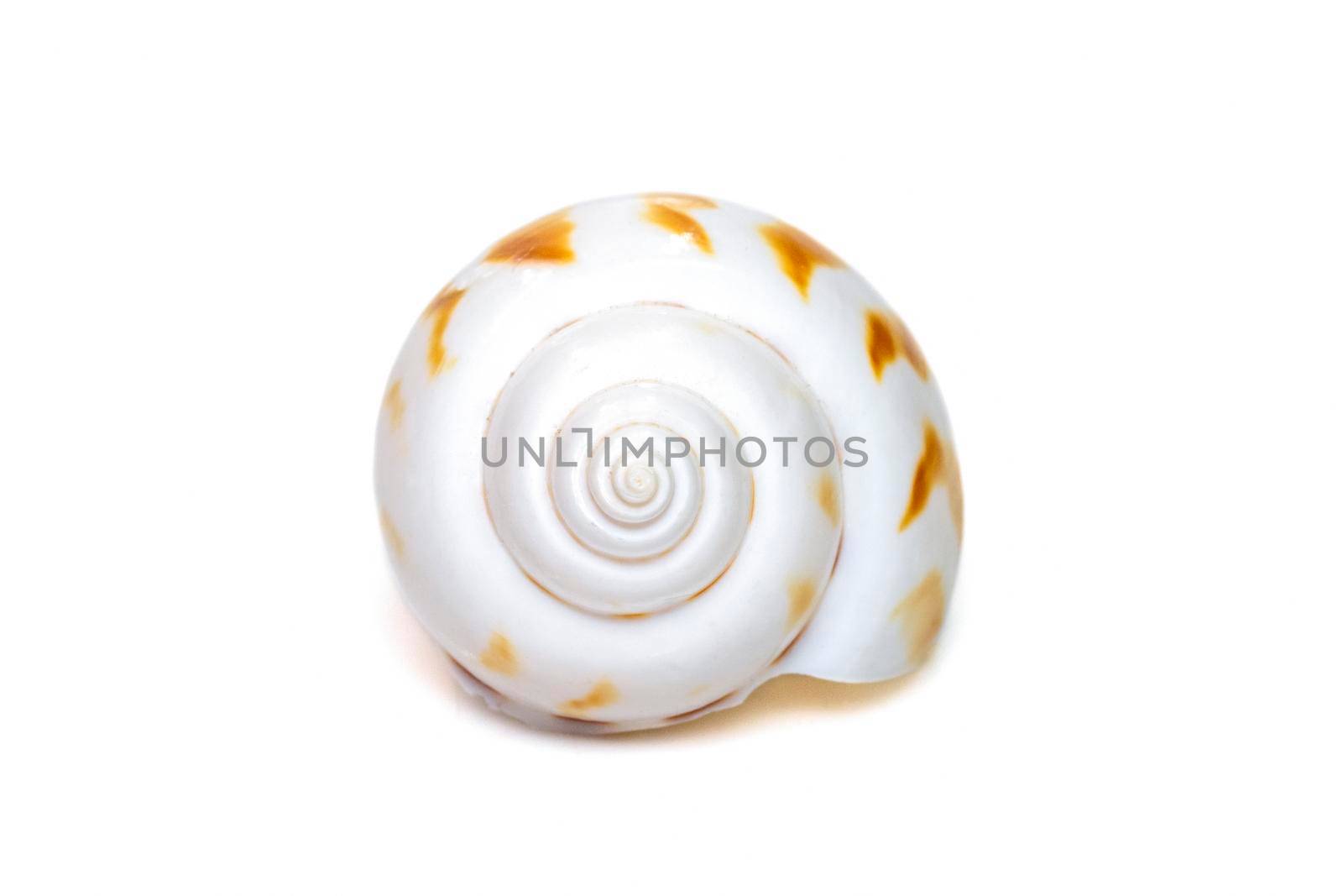 Image of babylonia areolata is a species of sea snail, a marine gastropod mollusc in the family Babyloniidae isolated on white background. Undersea Animals. Sea Shells.