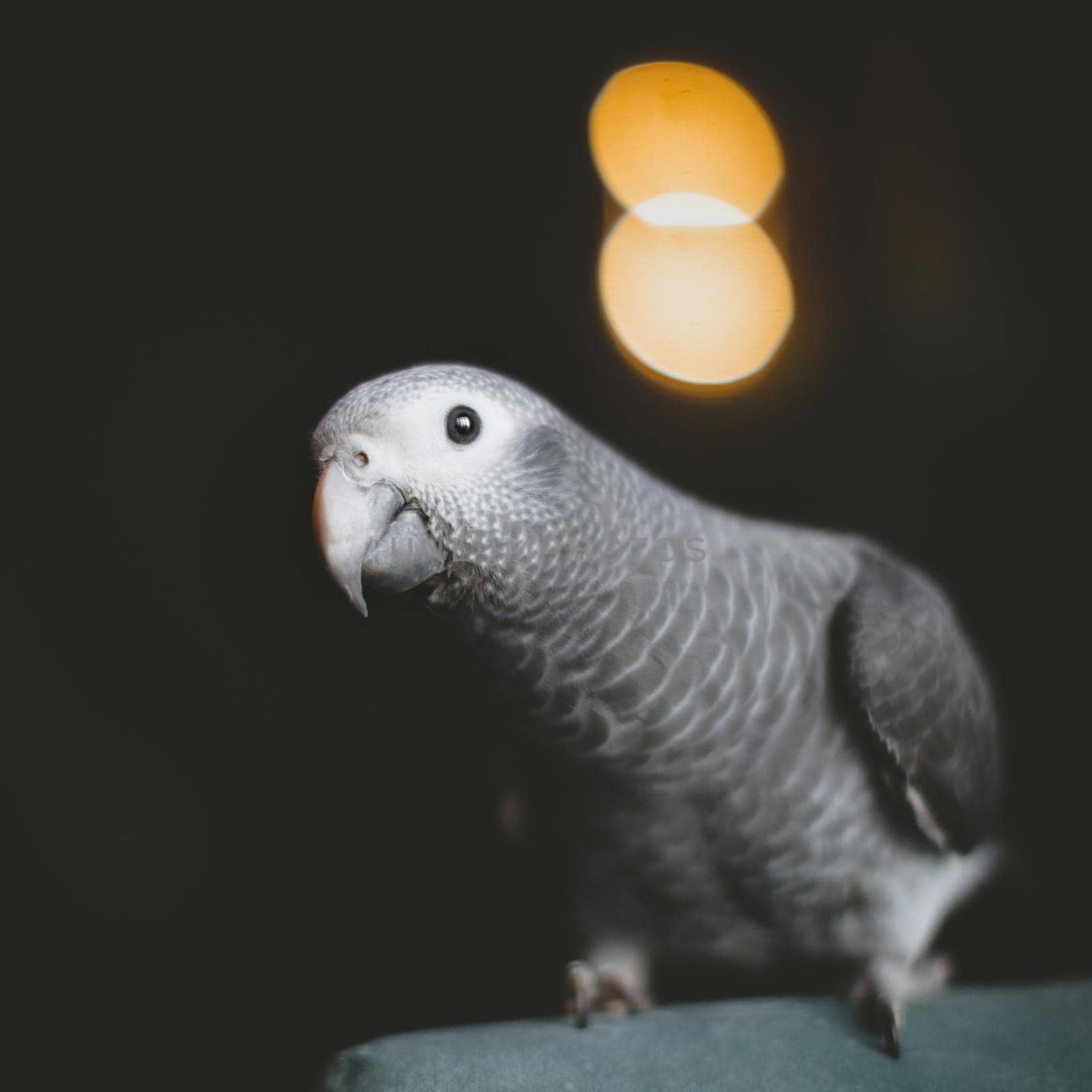 Timneh African Grey Parrot in dark room by RosaJay