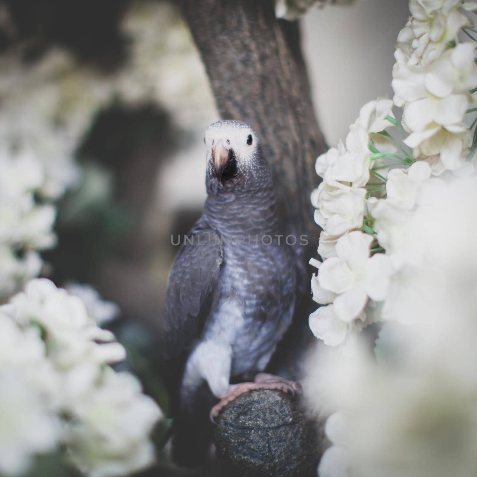 African Grey Parrot, Psittacus erithacus timneh, on a tree with white flowers