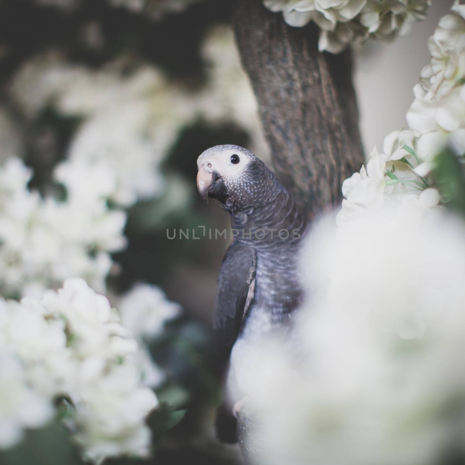 African Grey Parrot, Psittacus erithacus timneh, on a tree with white flowers