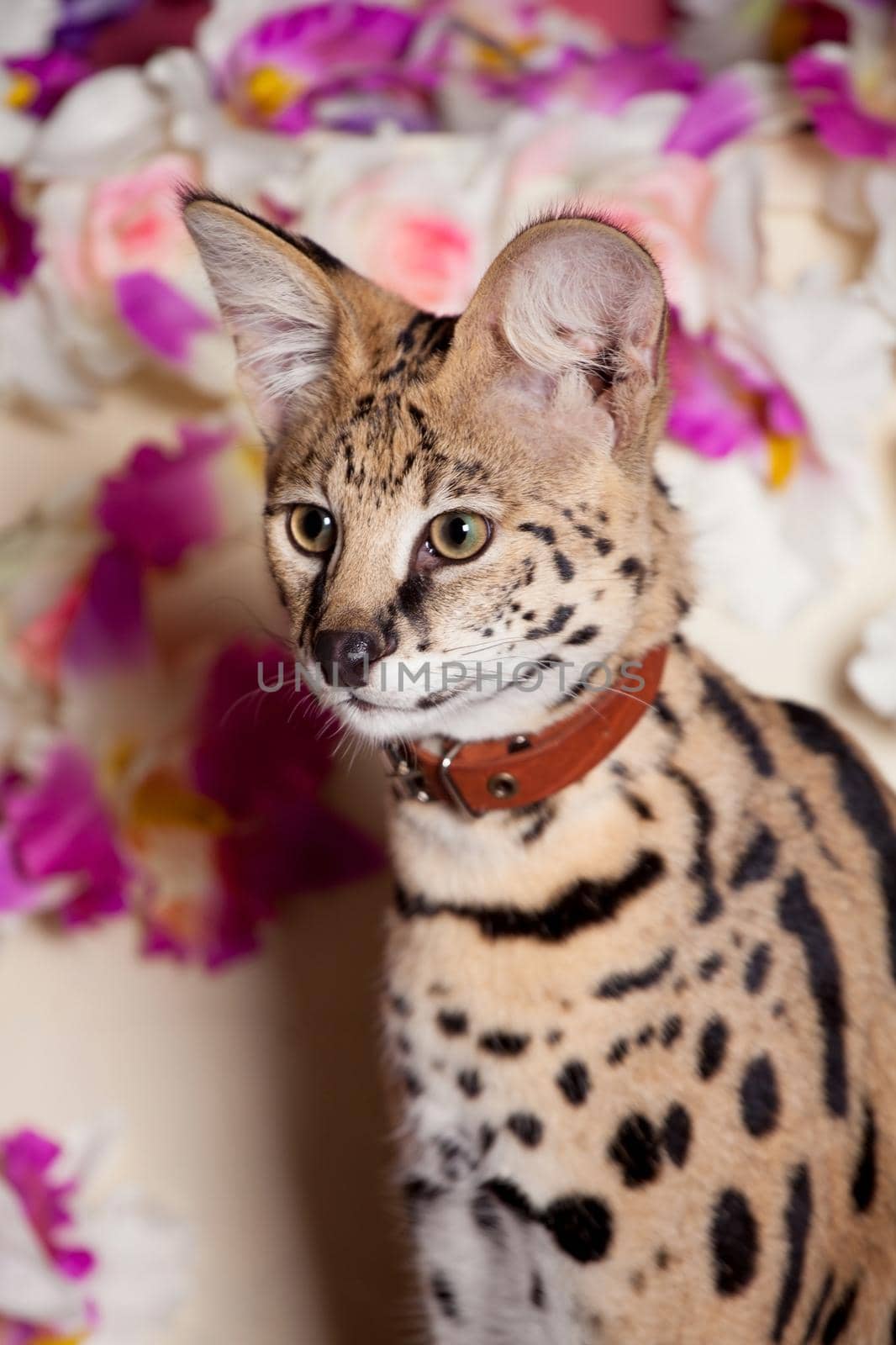 Beautiful serval, Leptailurus serval, with violet flowers