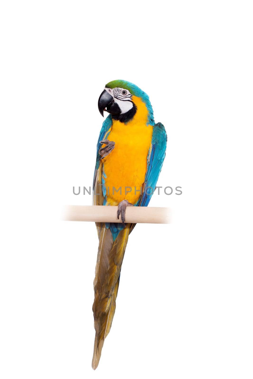 Blue and Yellow Macaw - Ara Ararauna, perched on pole on the white background
