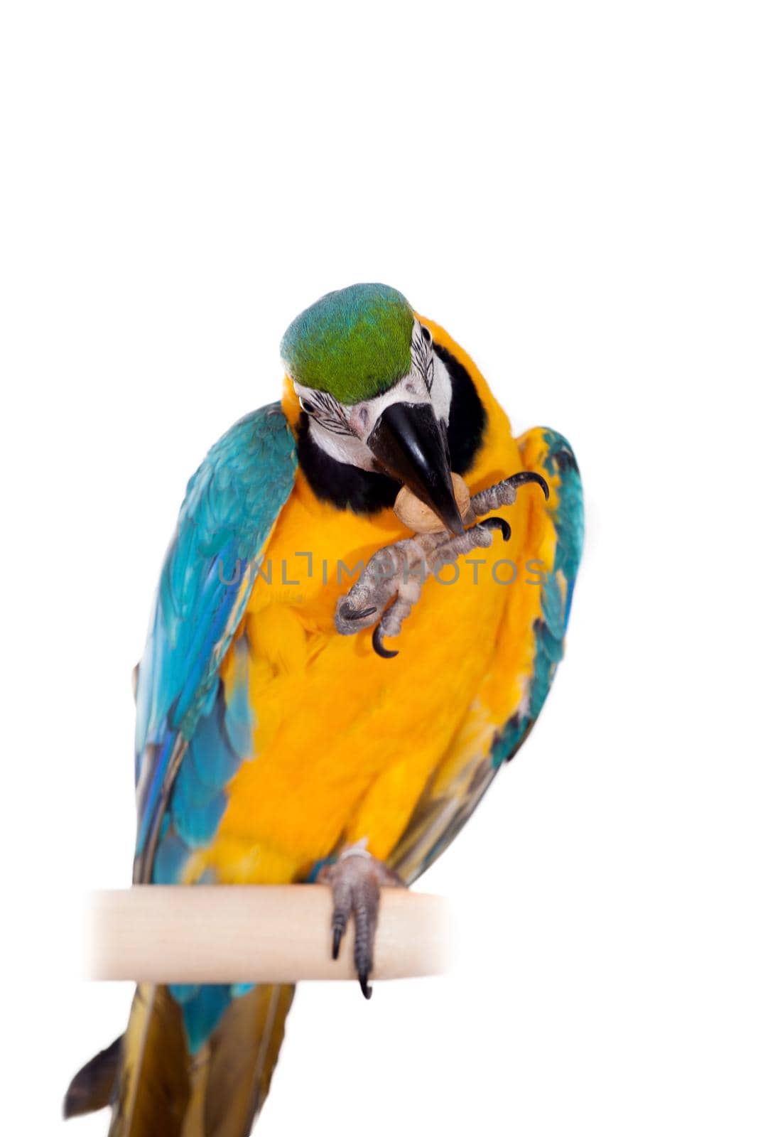 Blue and Yellow Macaw - Ara Ararauna, perched on pole on the white background