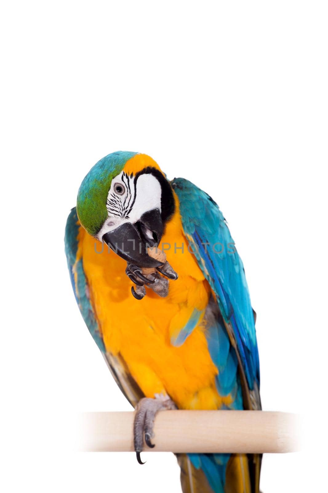 Blue and Yellow Macaw on the white background by RosaJay
