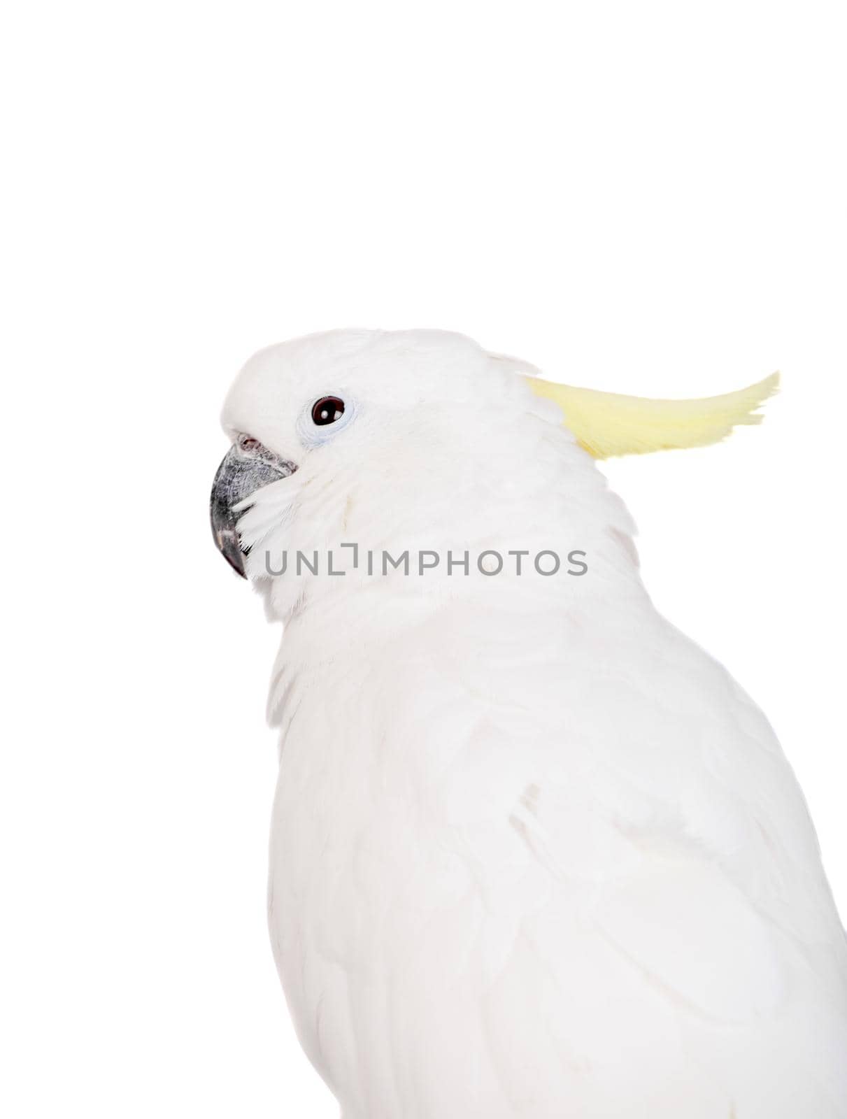 Sulphur crested Cockatoo, isolated over white background