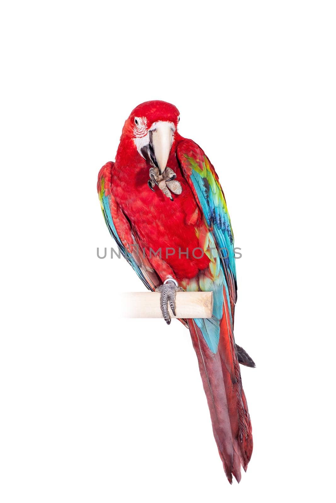 Red-and-green Macaw - Ara chloropterus, isolated over white background