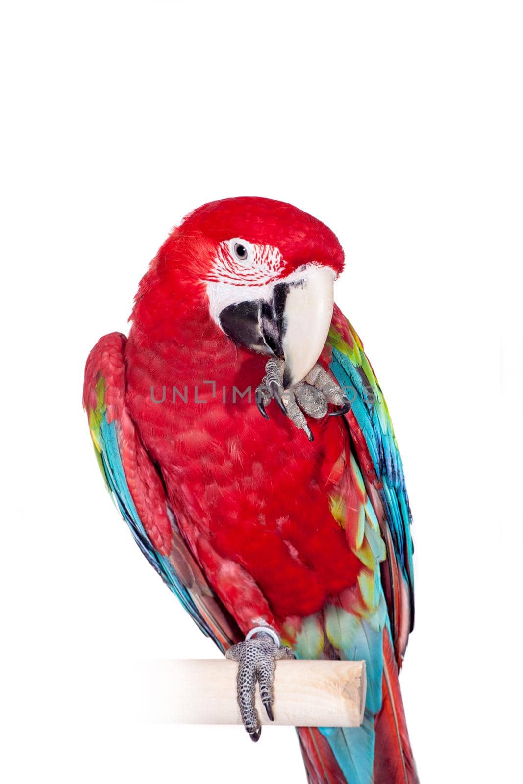 Red-and-green Macaw on white background by RosaJay