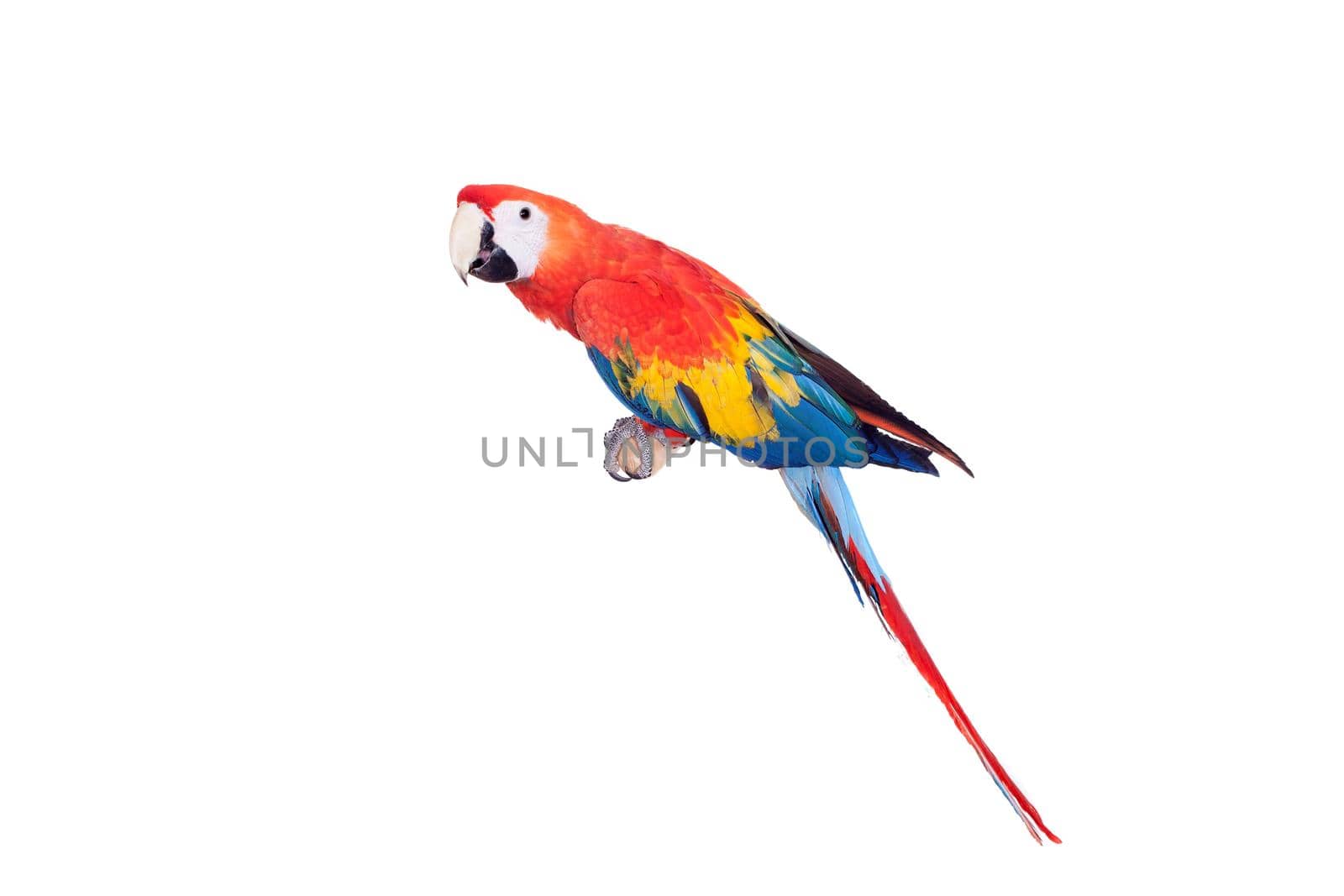 Scarlet macaws on the white background by RosaJay