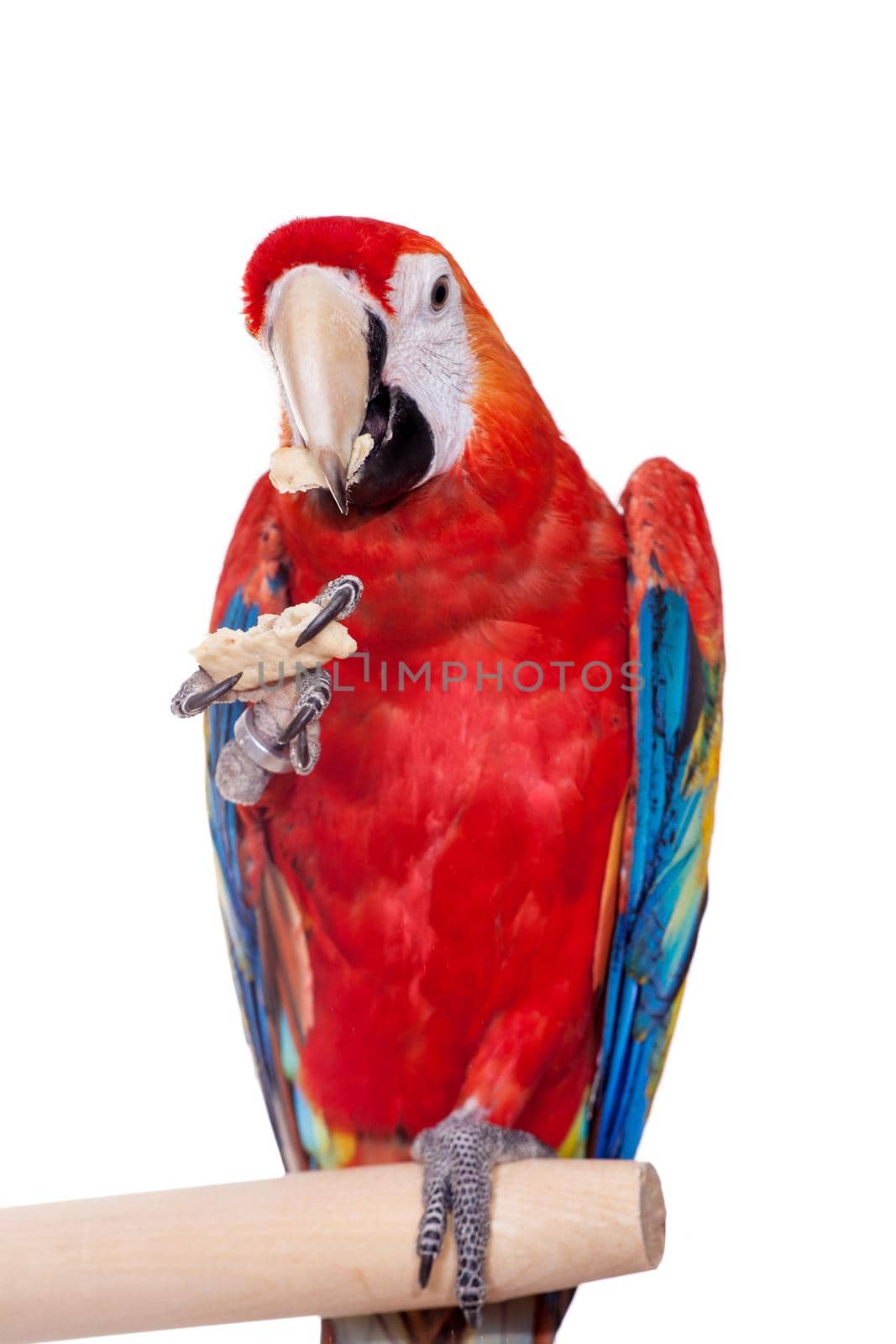 Scarlet macaws - Ara macao, eating on the white background