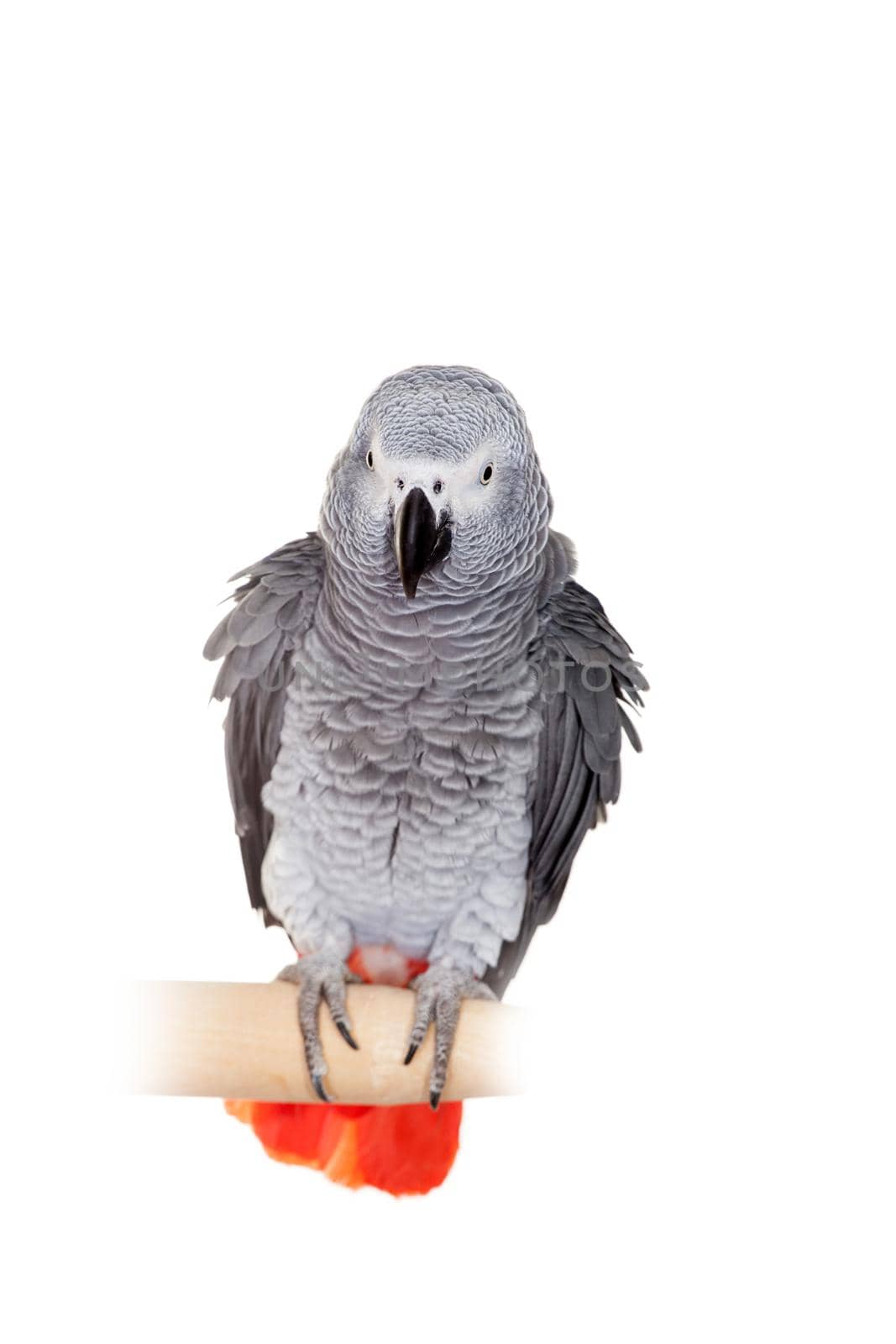 African Grey Parrot - Psittacus erithacus, isolated on a white background