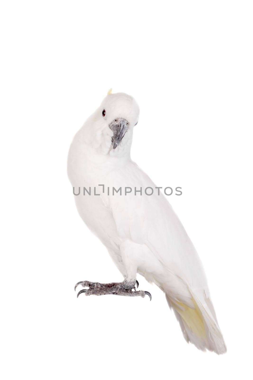 Sulphur crested Cockatoo, isolated over white background