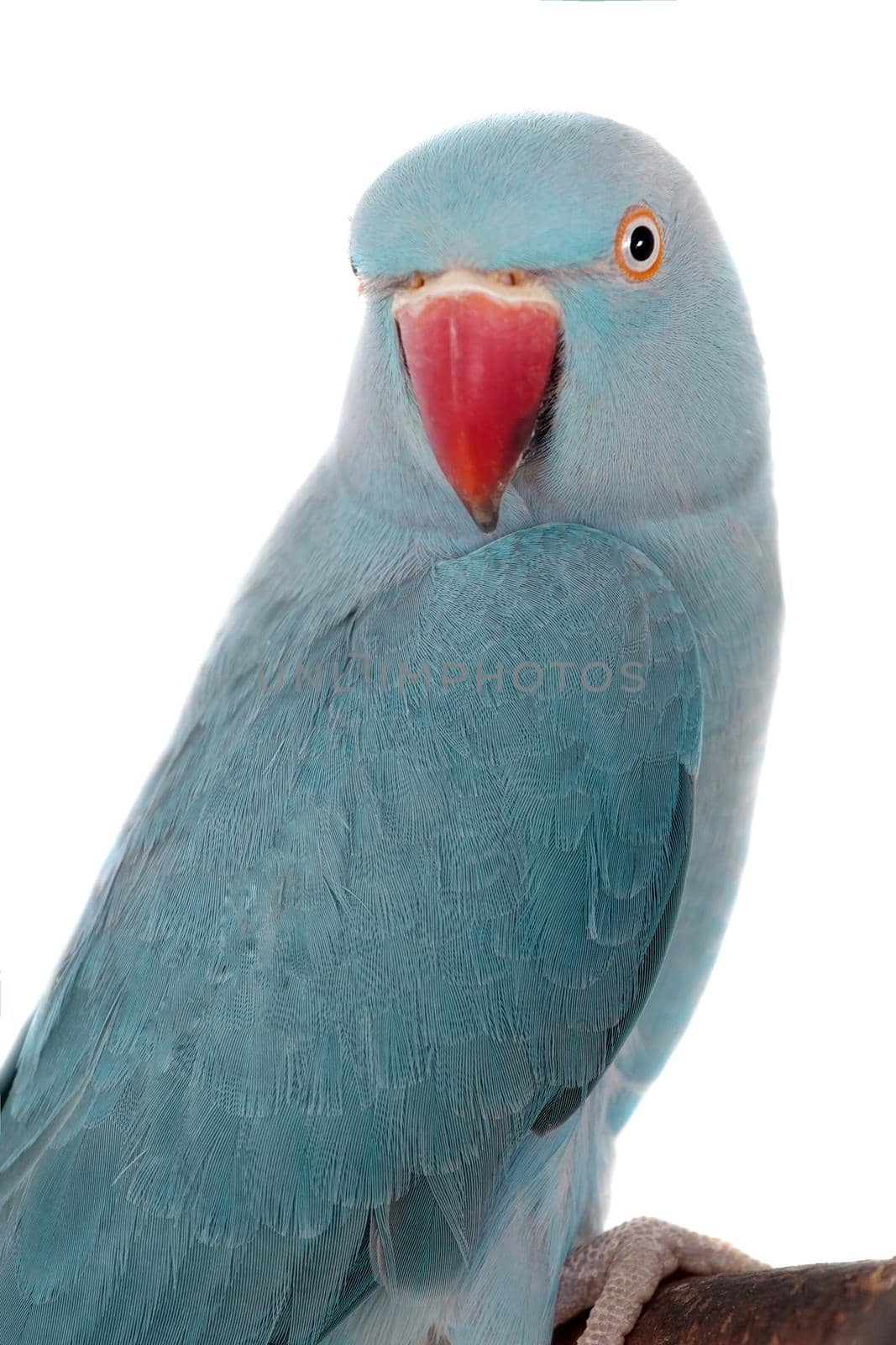 The rose-ringed or ring-necked parakeet, Psittacula krameri, female isolated over white background