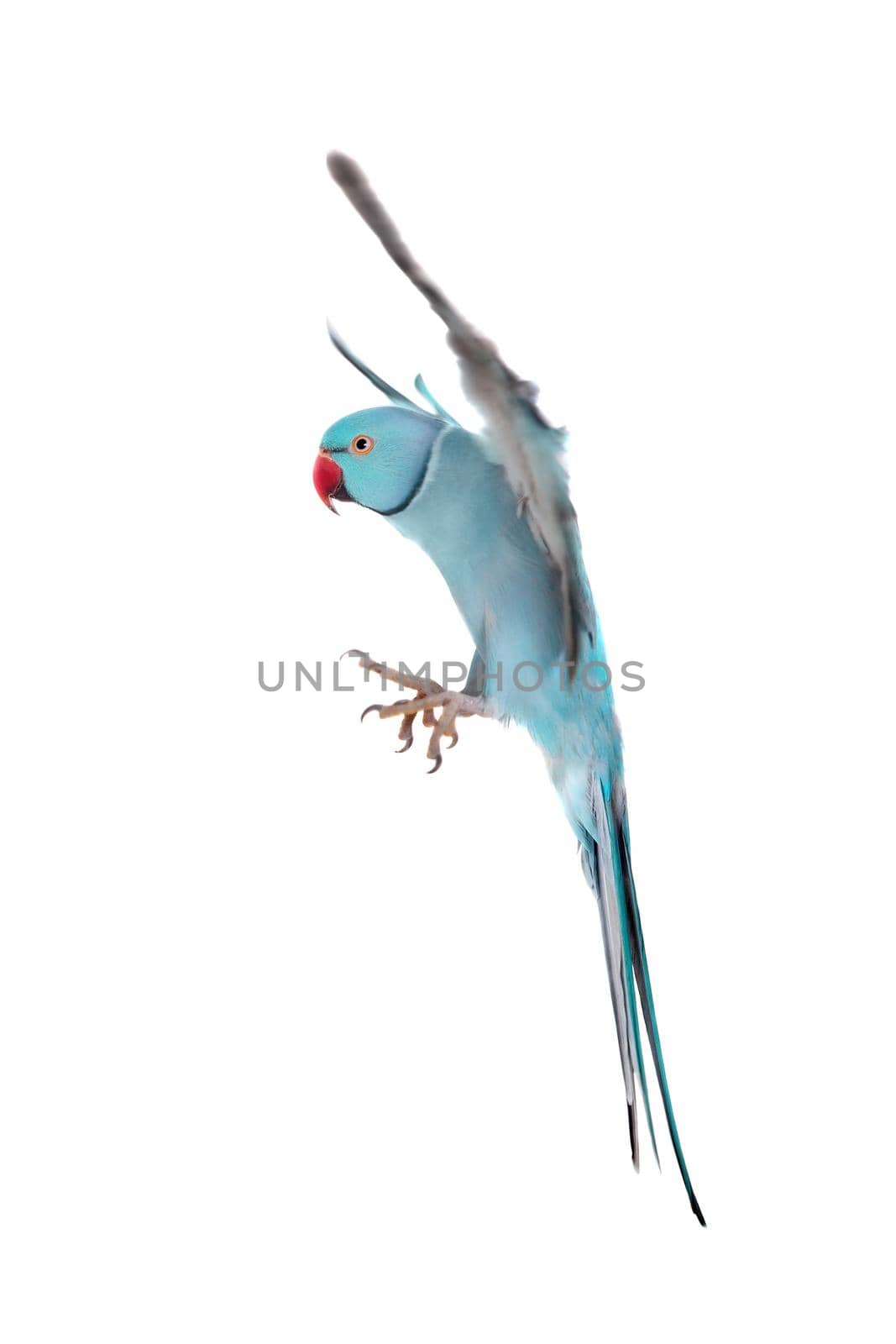 The rose-ringed or ring-necked parakeet, Psittacula krameri, male isolated over white background