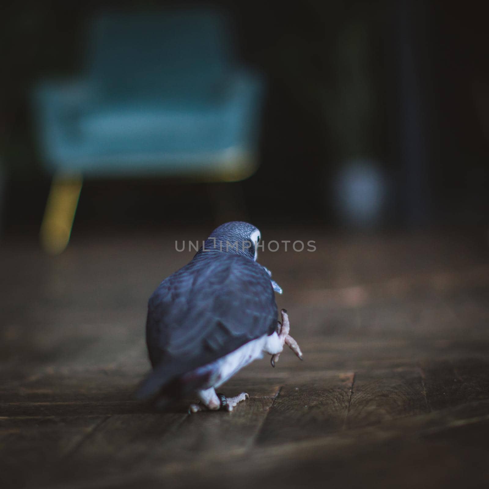 Timneh African Grey Parrot walking on floor by RosaJay