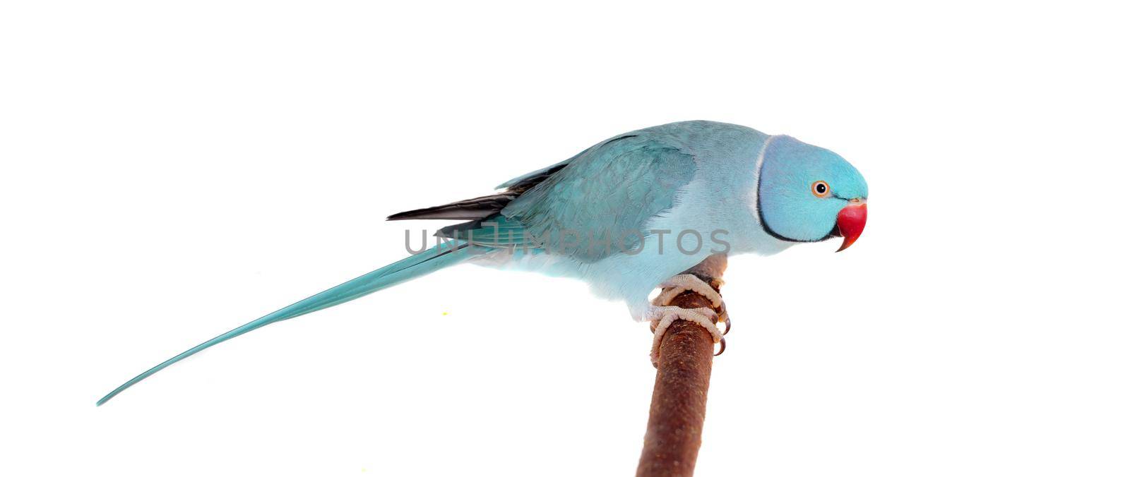 The rose-ringed or ring-necked parakeet, Psittacula krameri, male isolated over white background