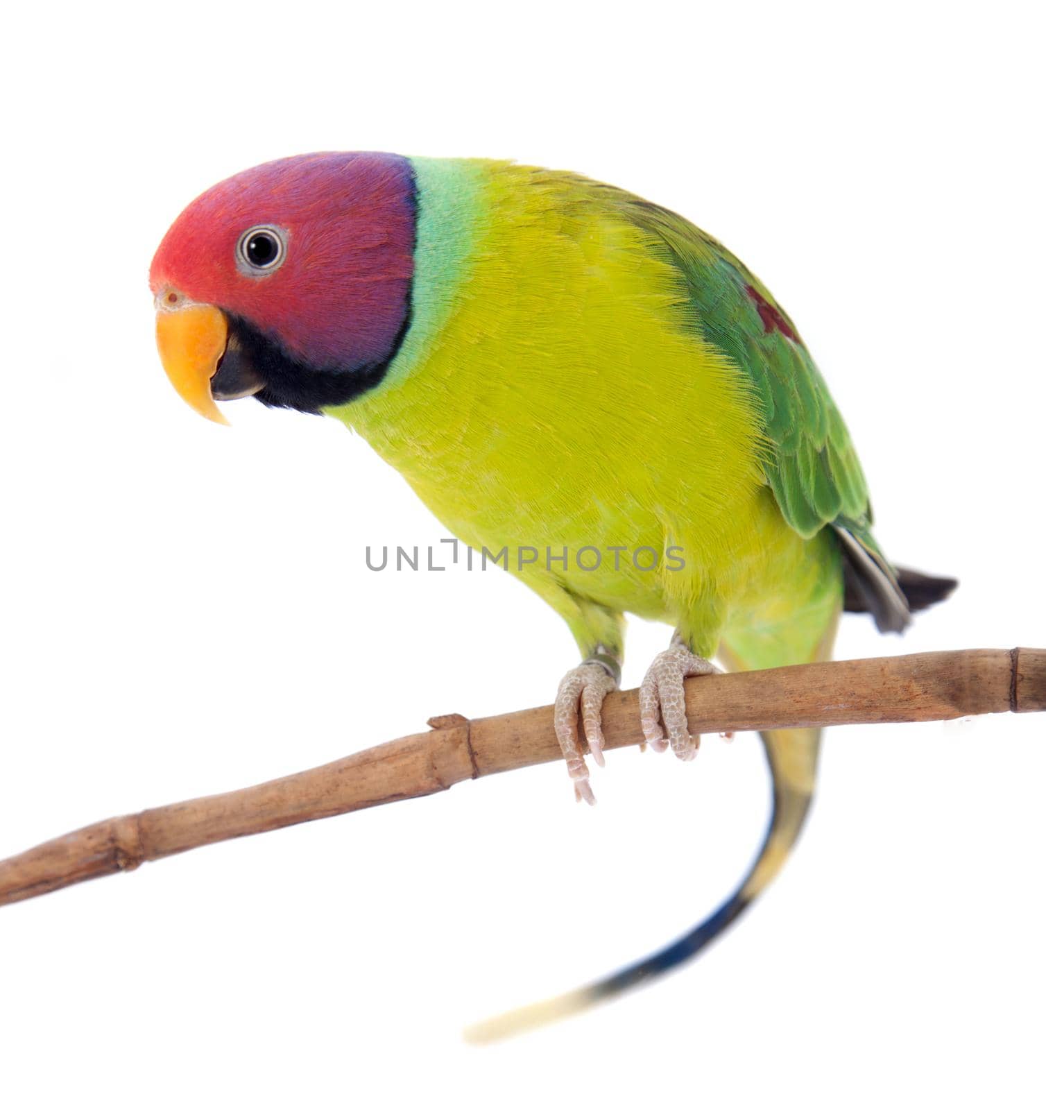 Male of plum-headed parakeet on white by RosaJay