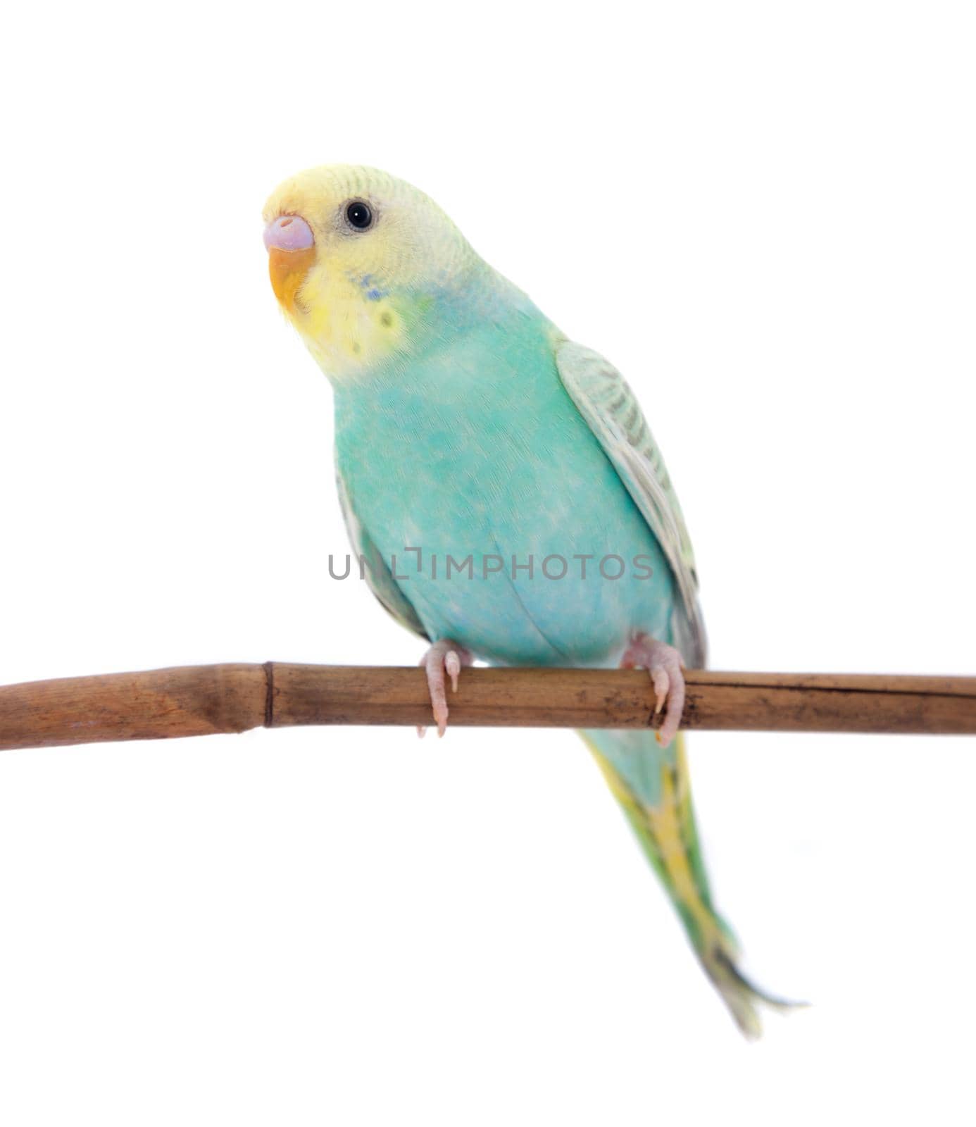 Rawinbow budgerigar on white by RosaJay