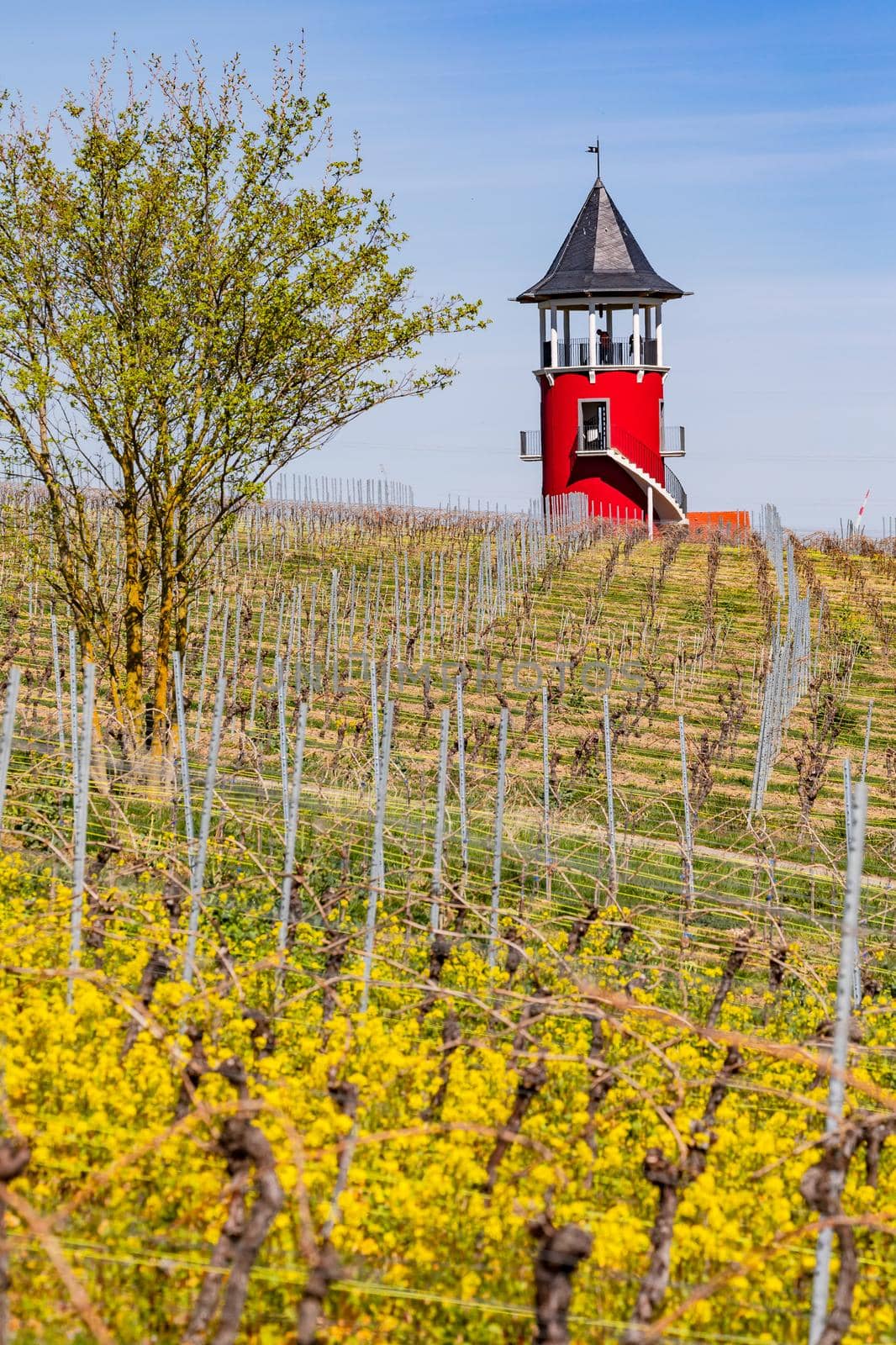 The Burgundy Tower in Rheinhessen is a lookout tower in the middle of vineyards