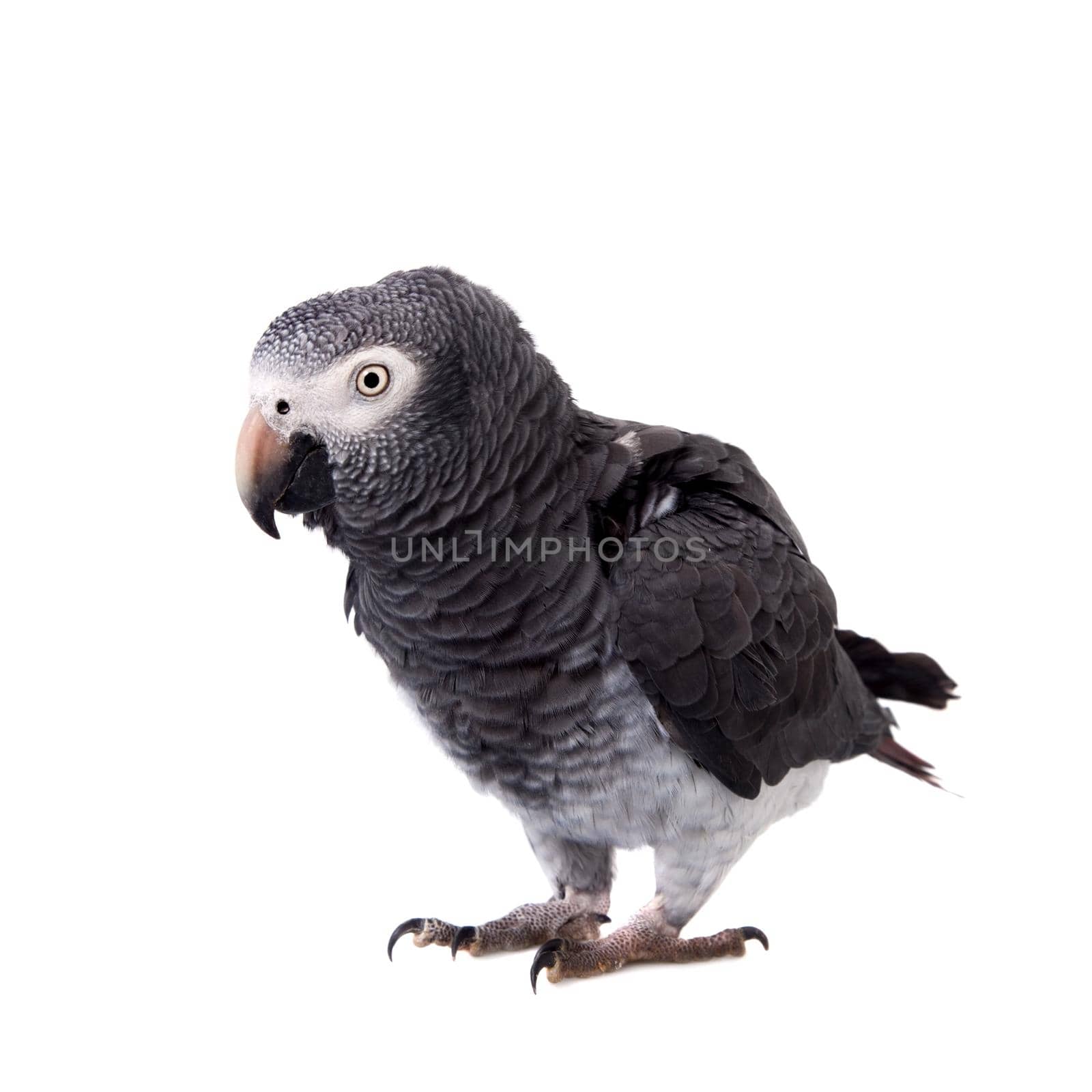 African Grey Parrot - Psittacus erithacus, isolated on a white background