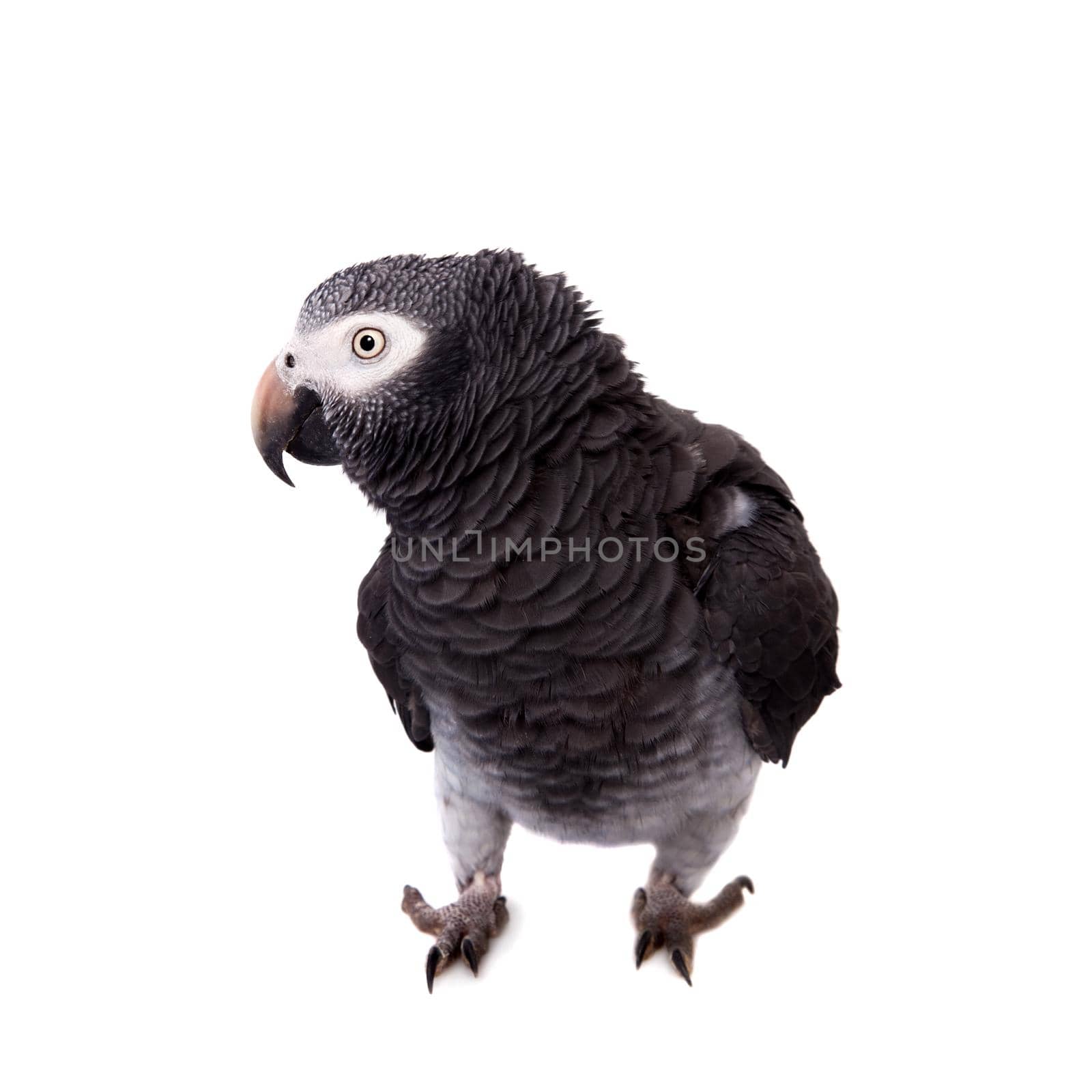 African Grey Parrot - Psittacus erithacus, isolated on a white background