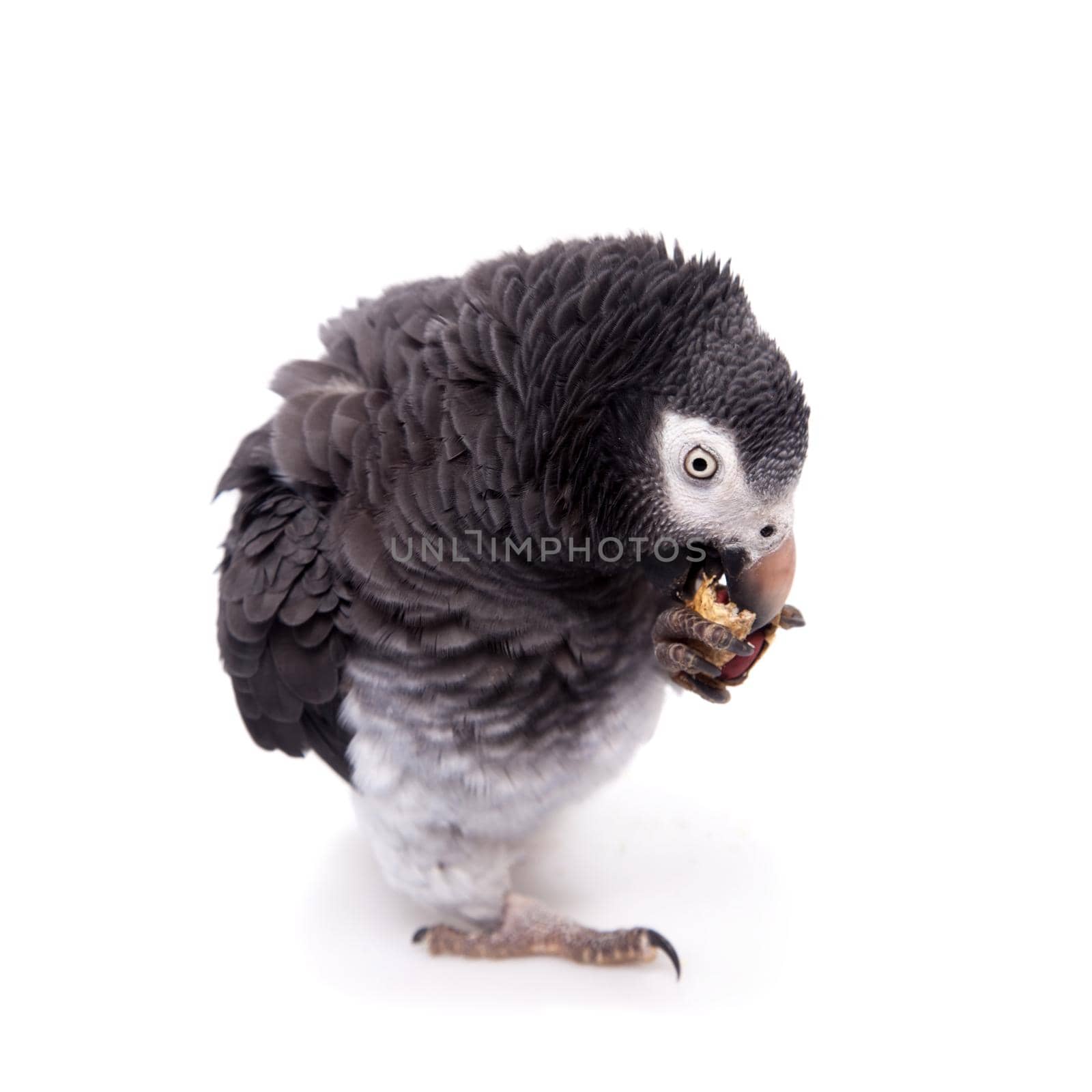 African Grey Parrot isolated on white by RosaJay