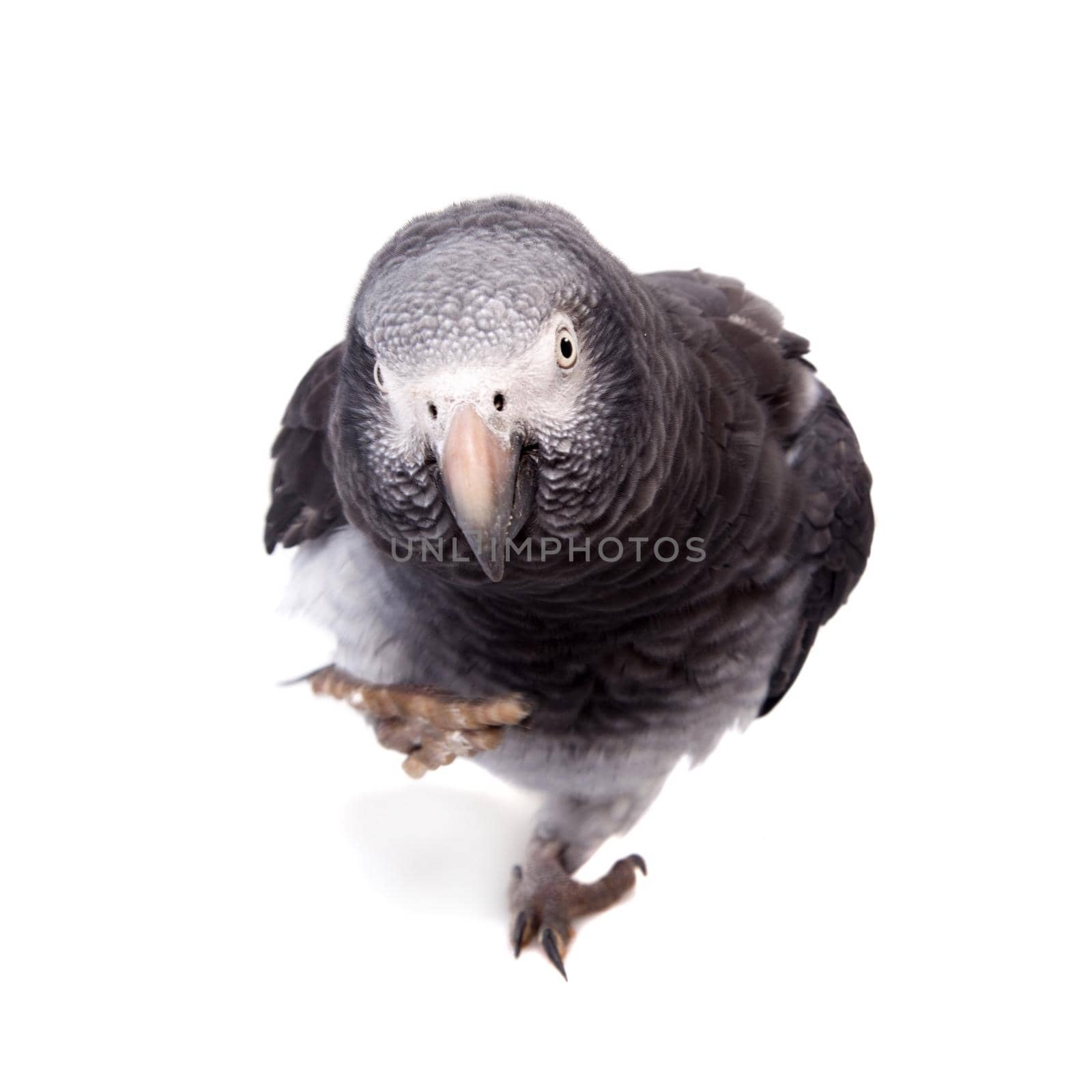 African Grey Parrot - Psittacus erithacus, isolated on a white background