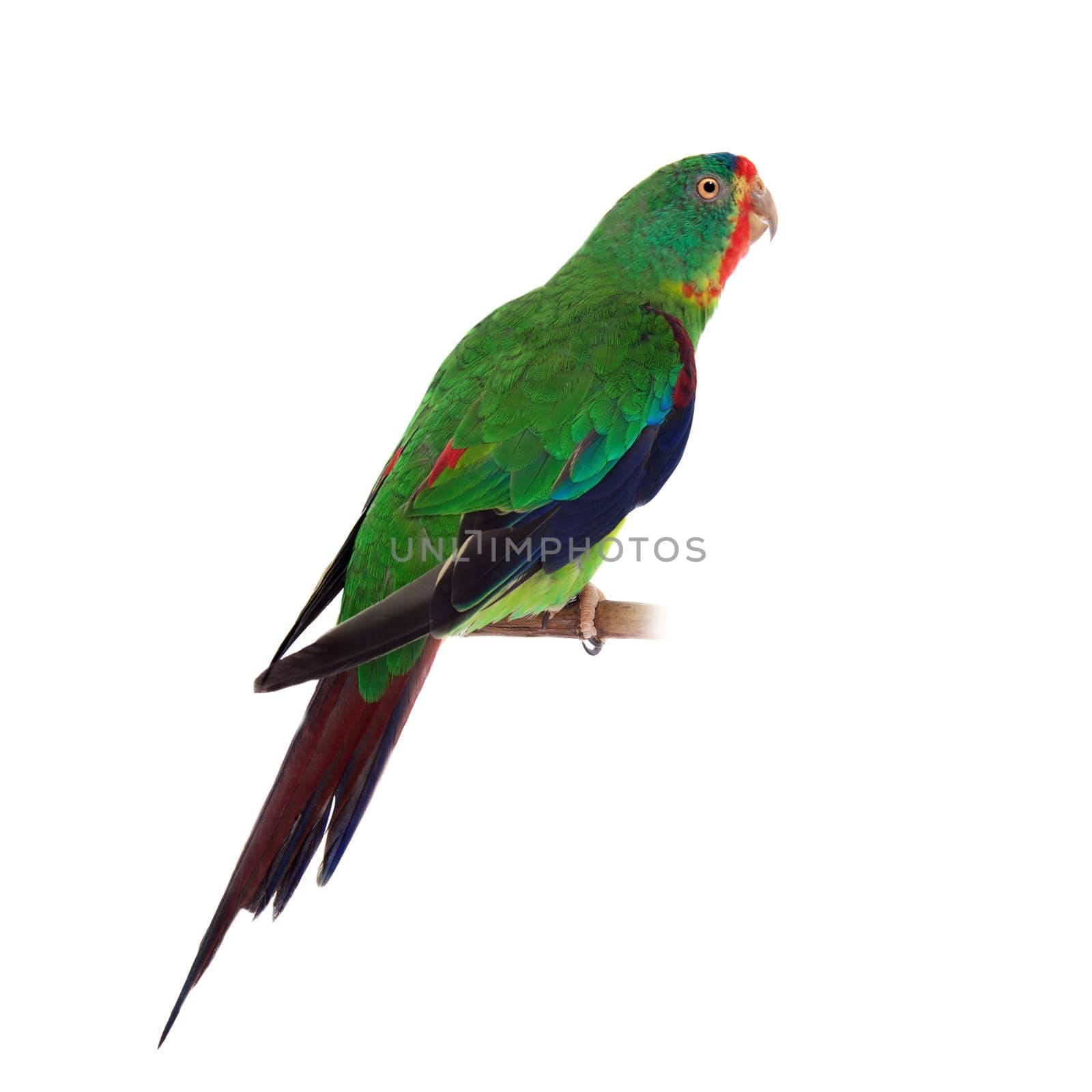Swift Parrot on white background by RosaJay