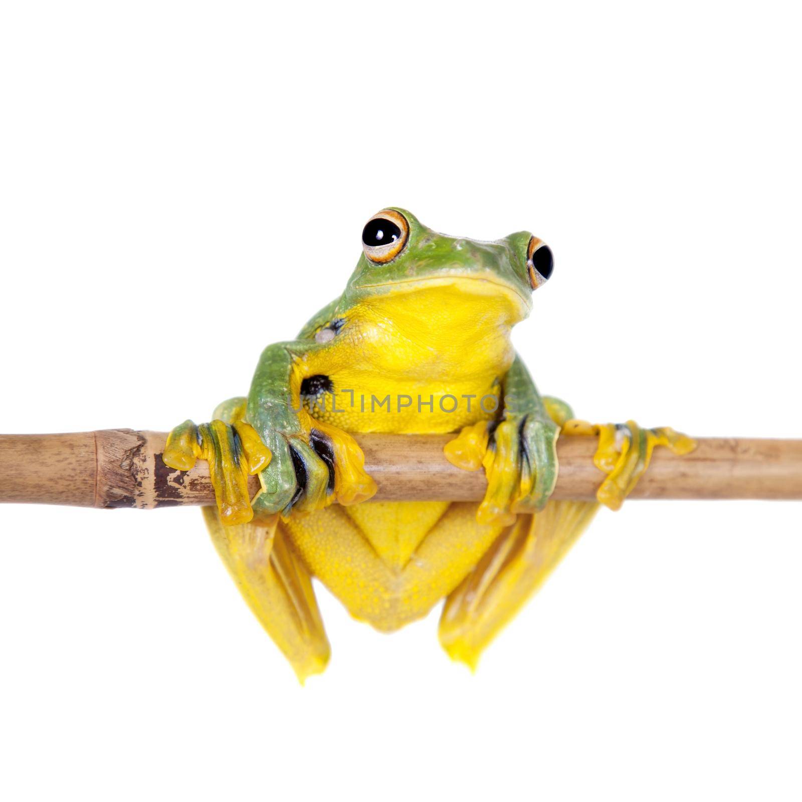 Black-webbed flying tree frog, Rhacophorus kio, isolated on white background