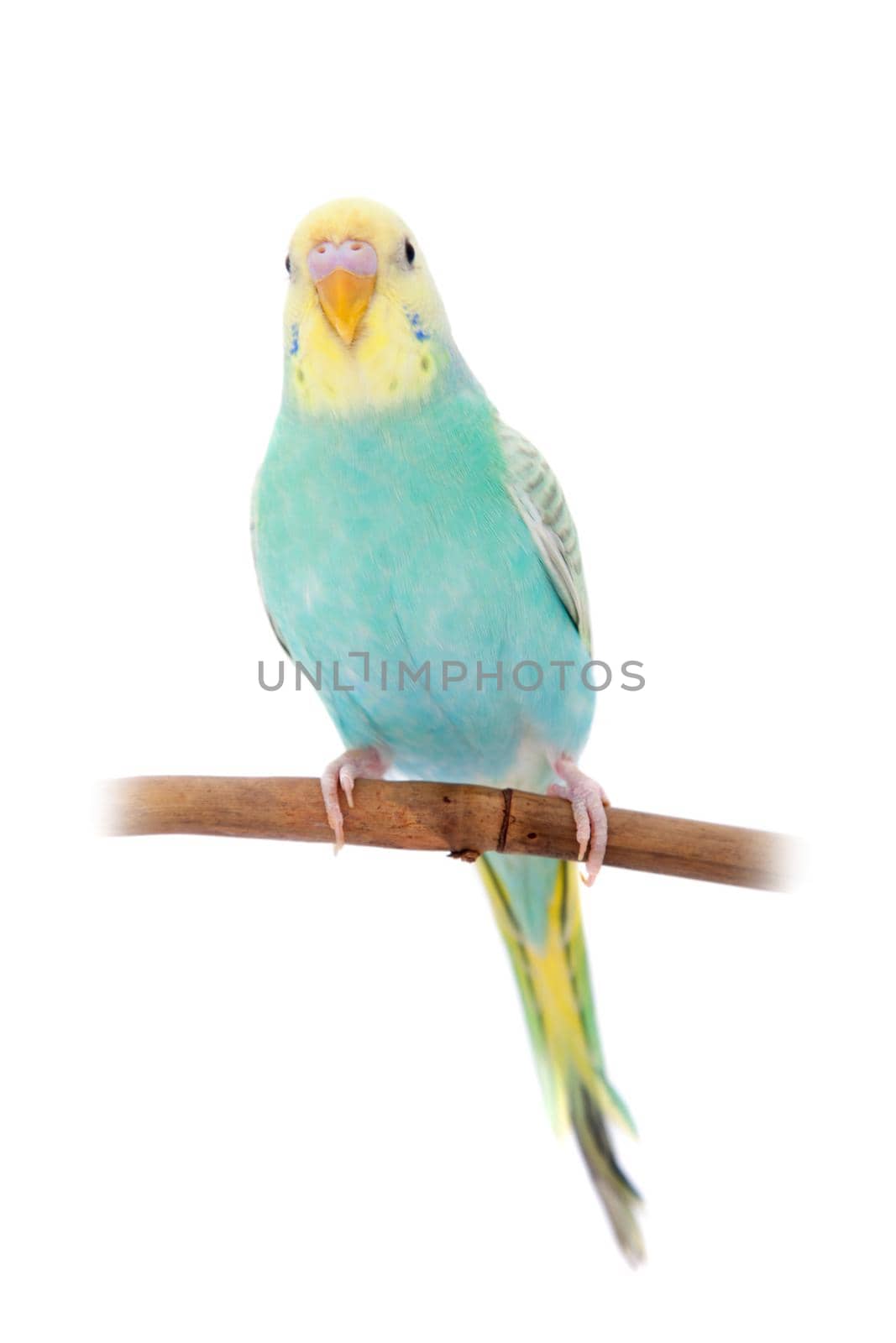 Rawinbow budgerigar, Melopsittacus undulatus, isolated on the white background