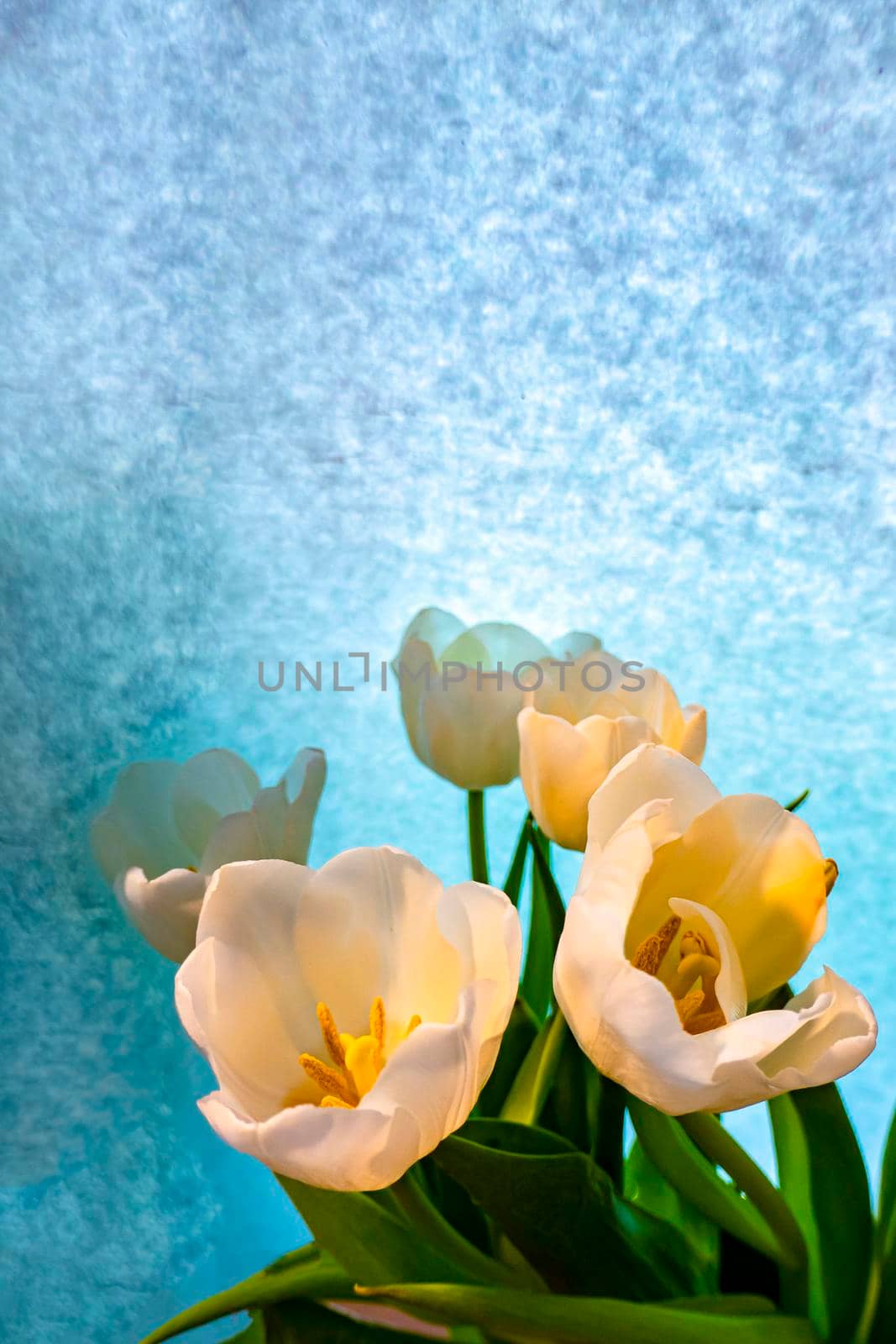 spring greeting card with flowers: white tulips on a sky-blue background. The concept of spring, tenderness, femininity. copy space